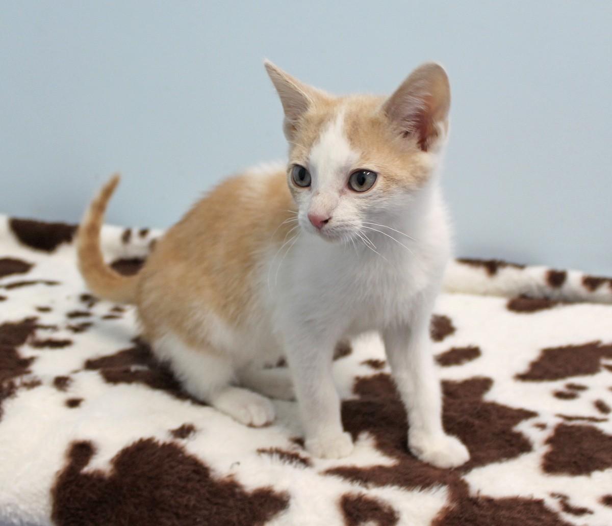 Zazu, Adopted, Kitten Male Domestic Short Hair.