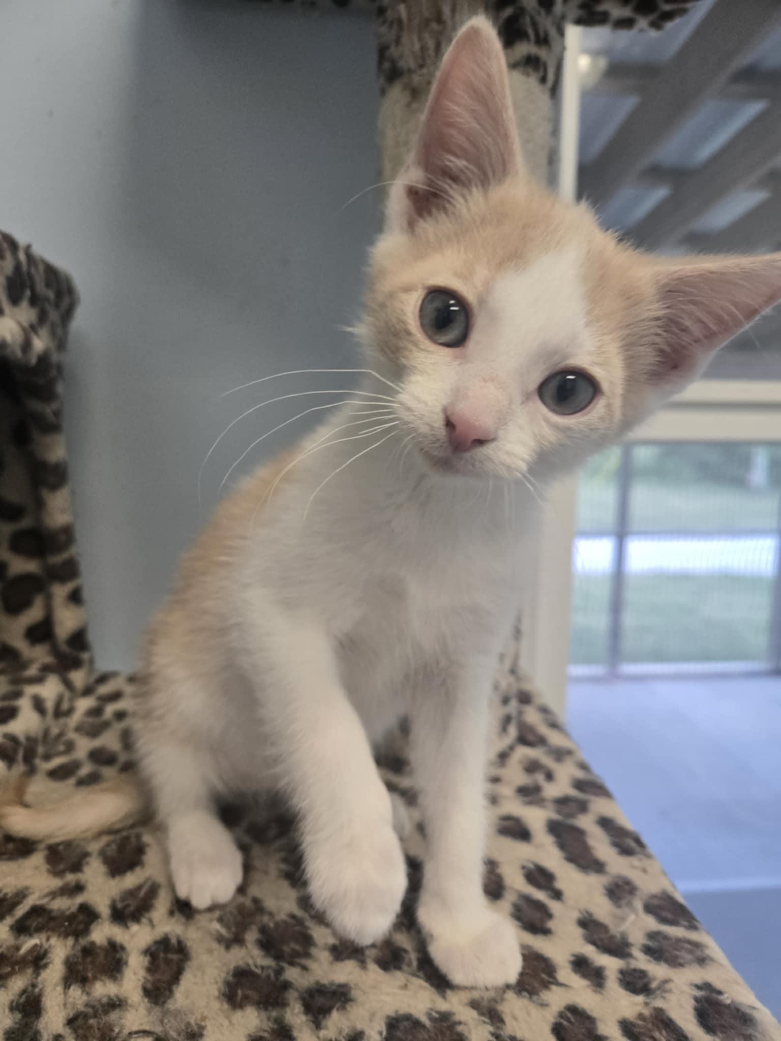 Enlarge Zazu, a Adopted Domestic Short Hair in Shelbyville, KY image 2/3