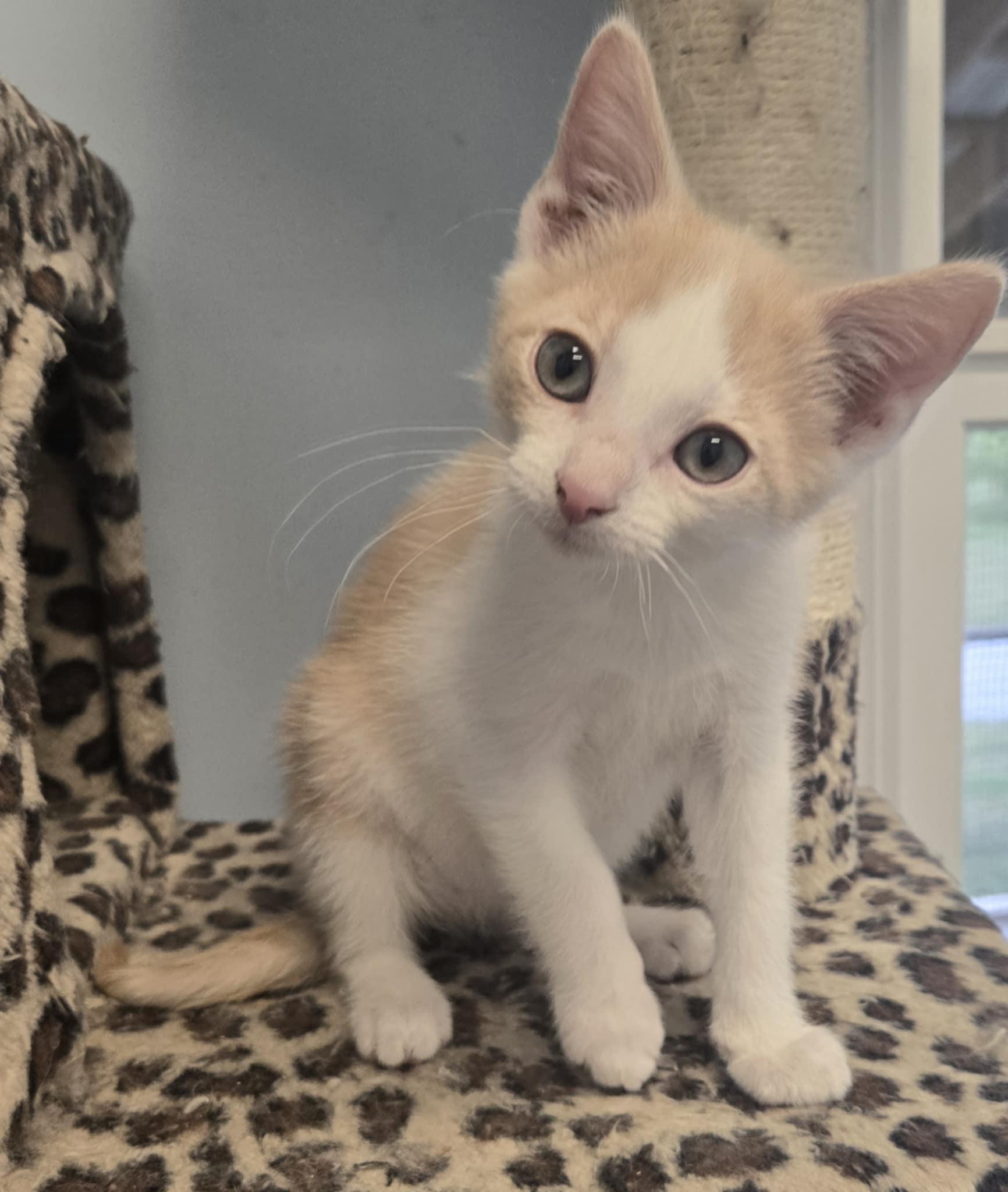 Enlarge Zazu, a Adopted Domestic Short Hair in Shelbyville, KY image 3/3