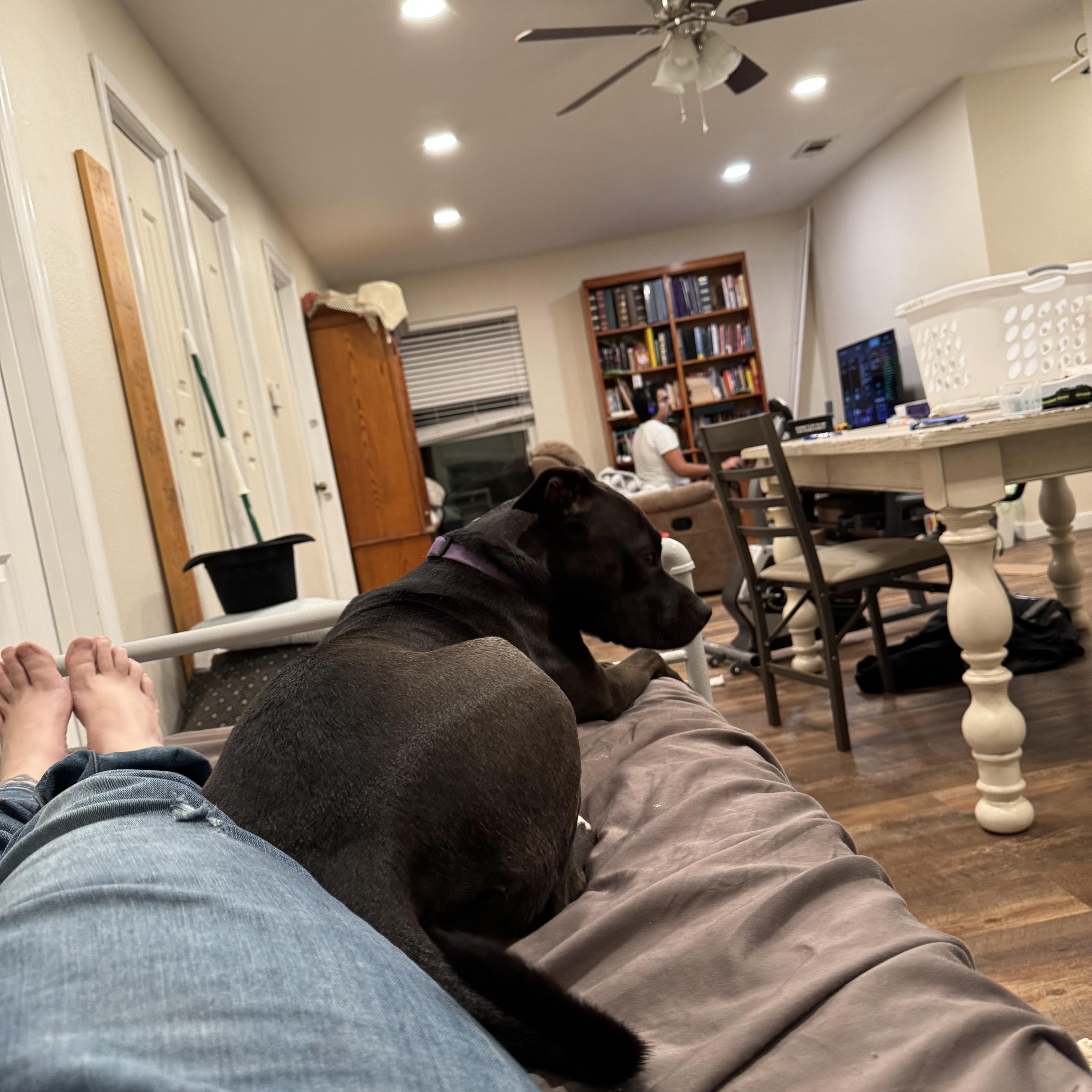 Bumpy, a Adoptable mixed breed in Angleton, TX image 5/5