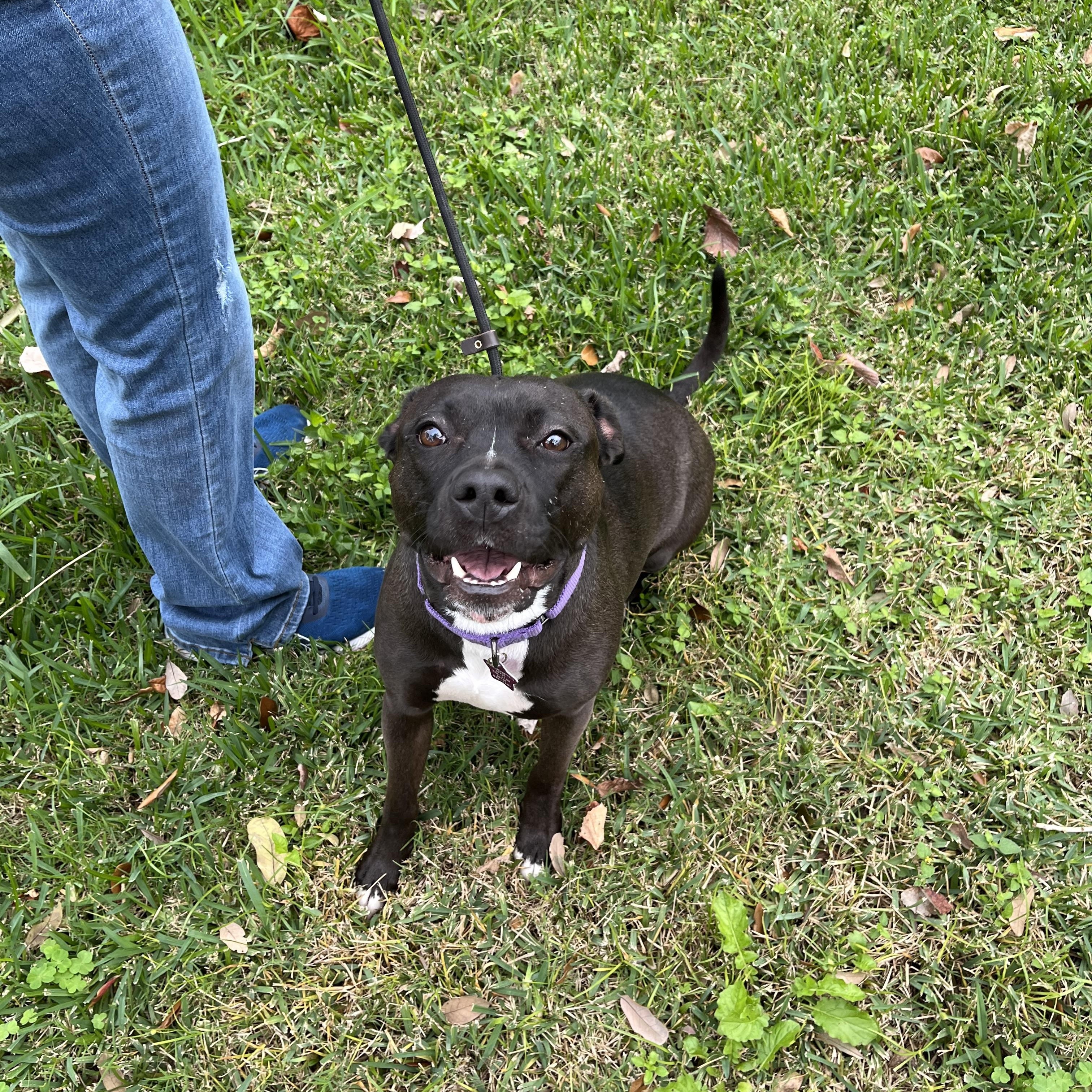 Bumpy, a Adoptable mixed breed in Angleton, TX image 2/5