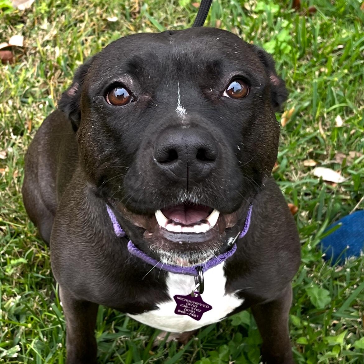 Bumpy, a Adoptable mixed breed in Angleton, TX image 1/5