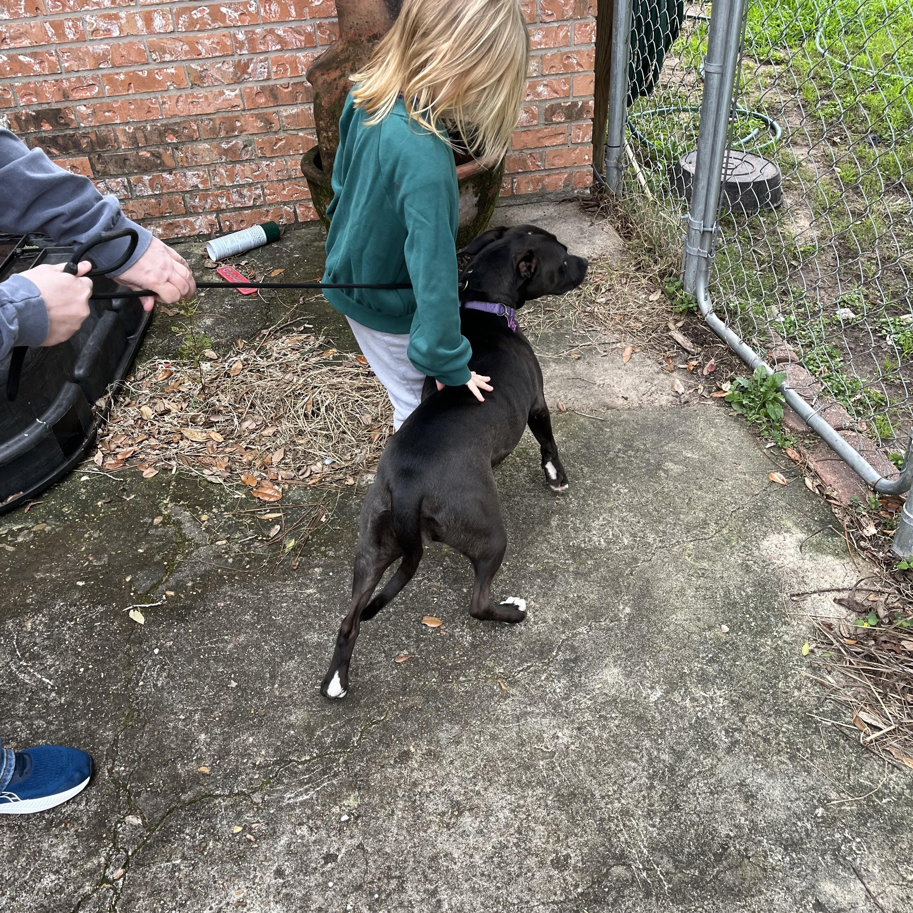 Bumpy, a Adoptable mixed breed in Angleton, TX image 3/5