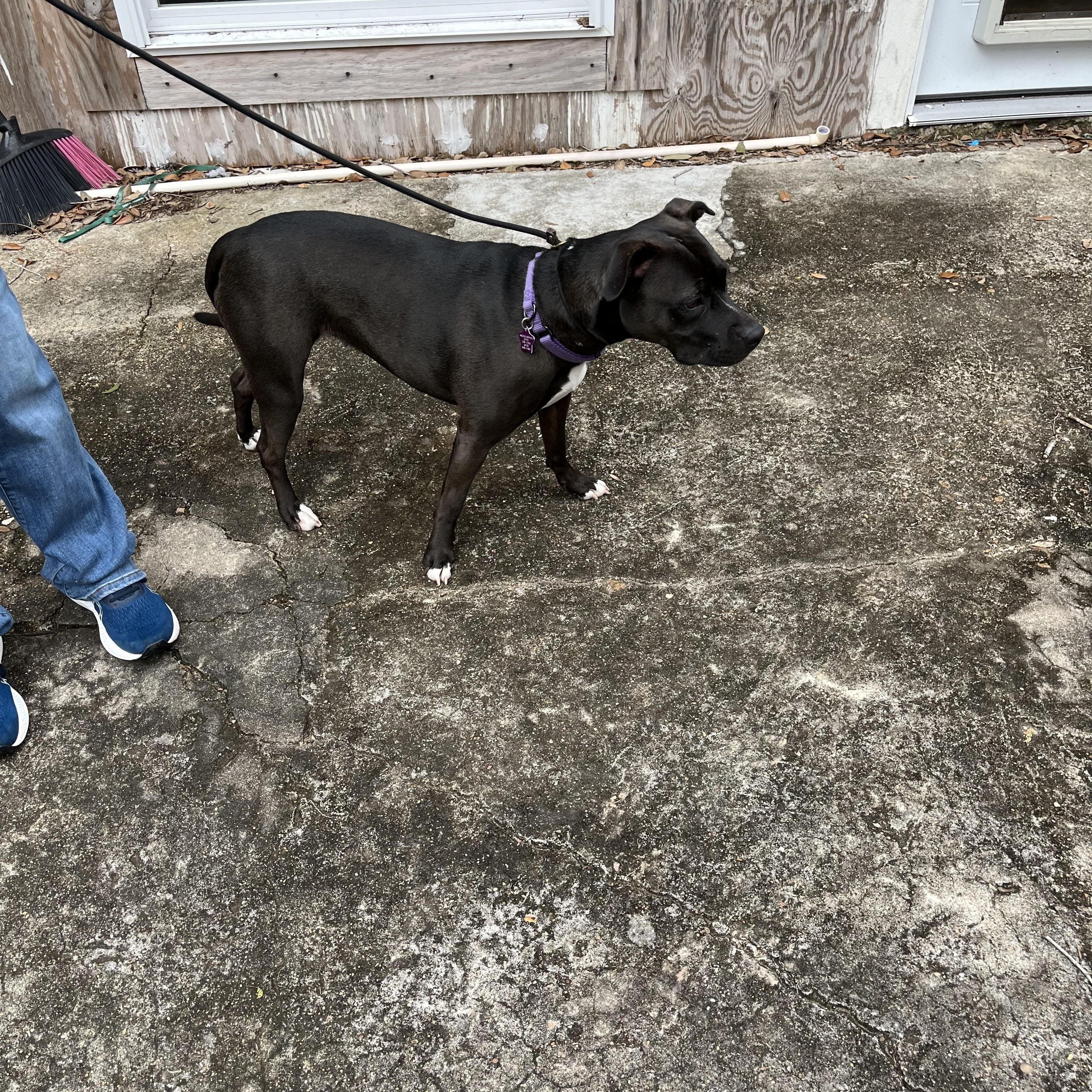 Bumpy, a Adoptable mixed breed in Angleton, TX image 4/5