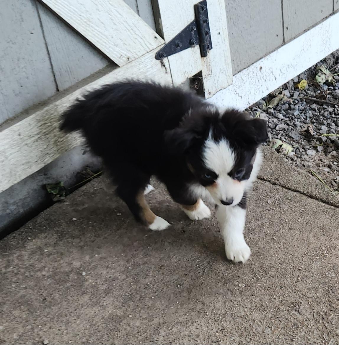 Enlarge Rain, a Adopted Australian Shepherd in Liberty Center, OH image 6/6