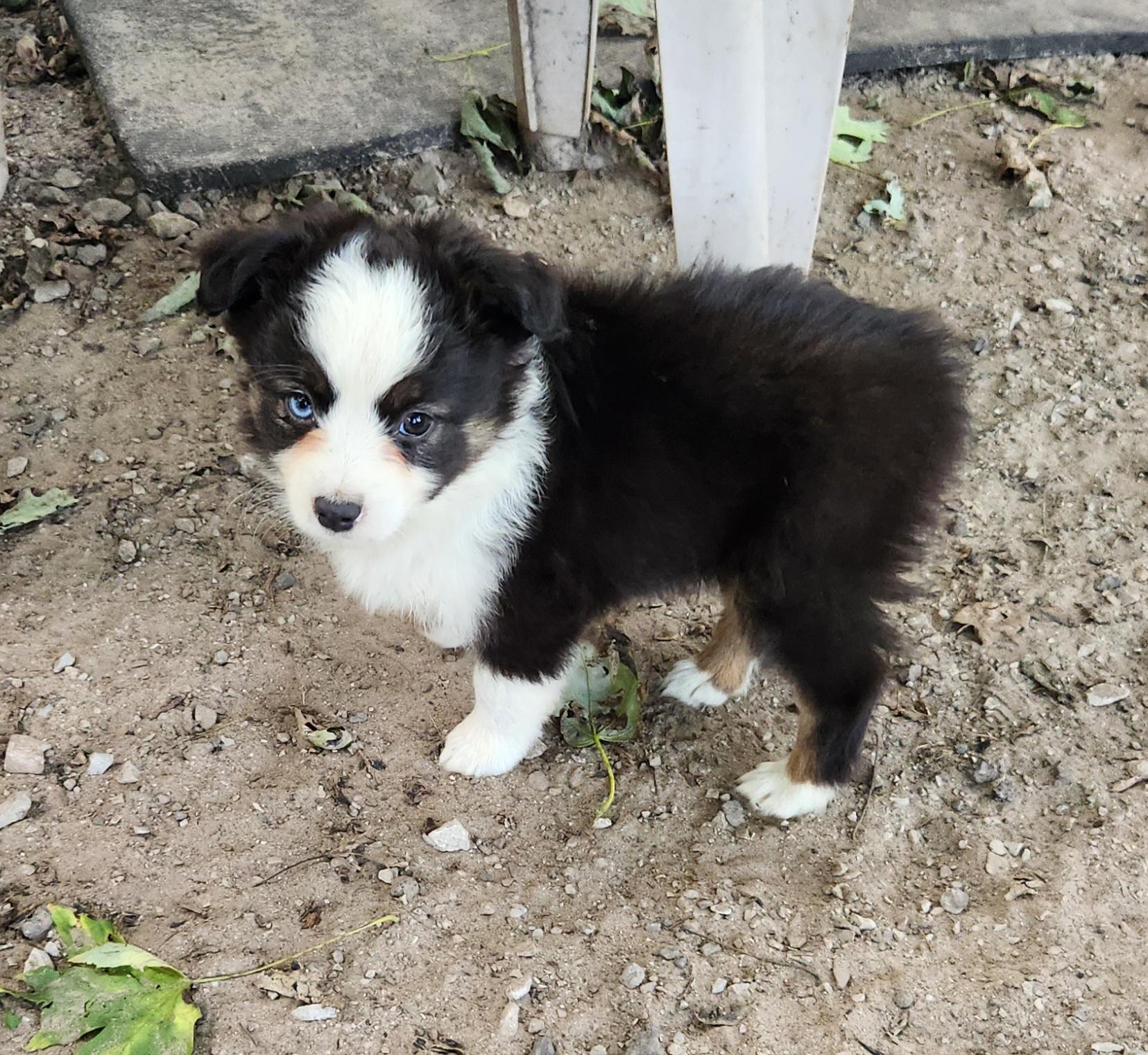 Enlarge Rain, a Adopted Australian Shepherd in Liberty Center, OH image 3/6