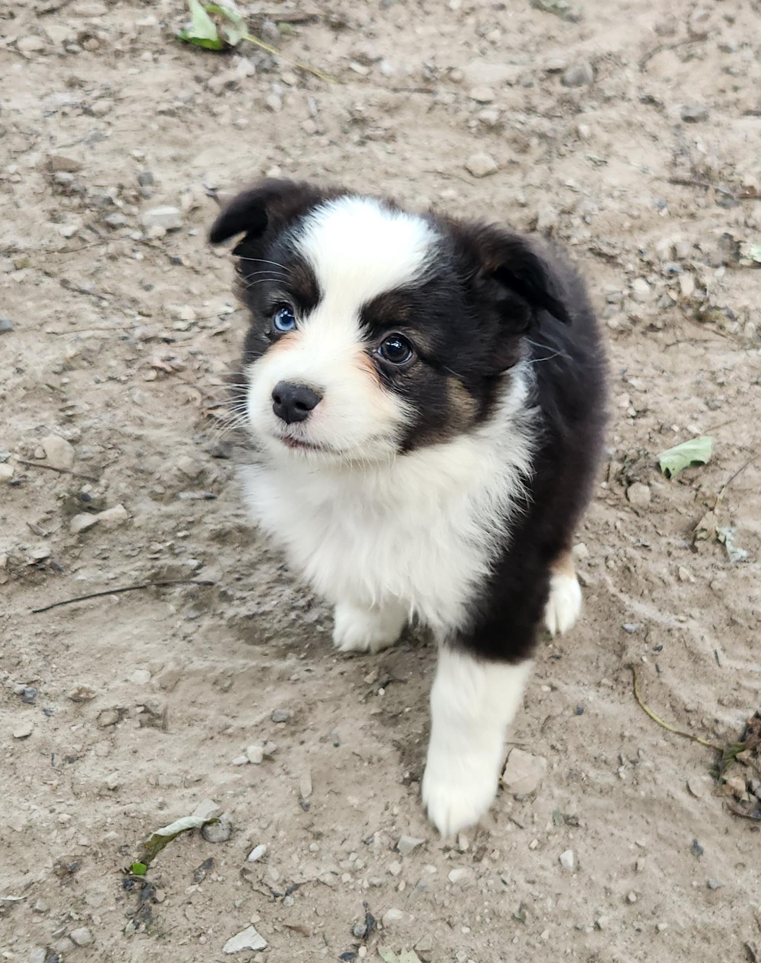 Enlarge Rain, a Adopted Australian Shepherd in Liberty Center, OH image 2/6