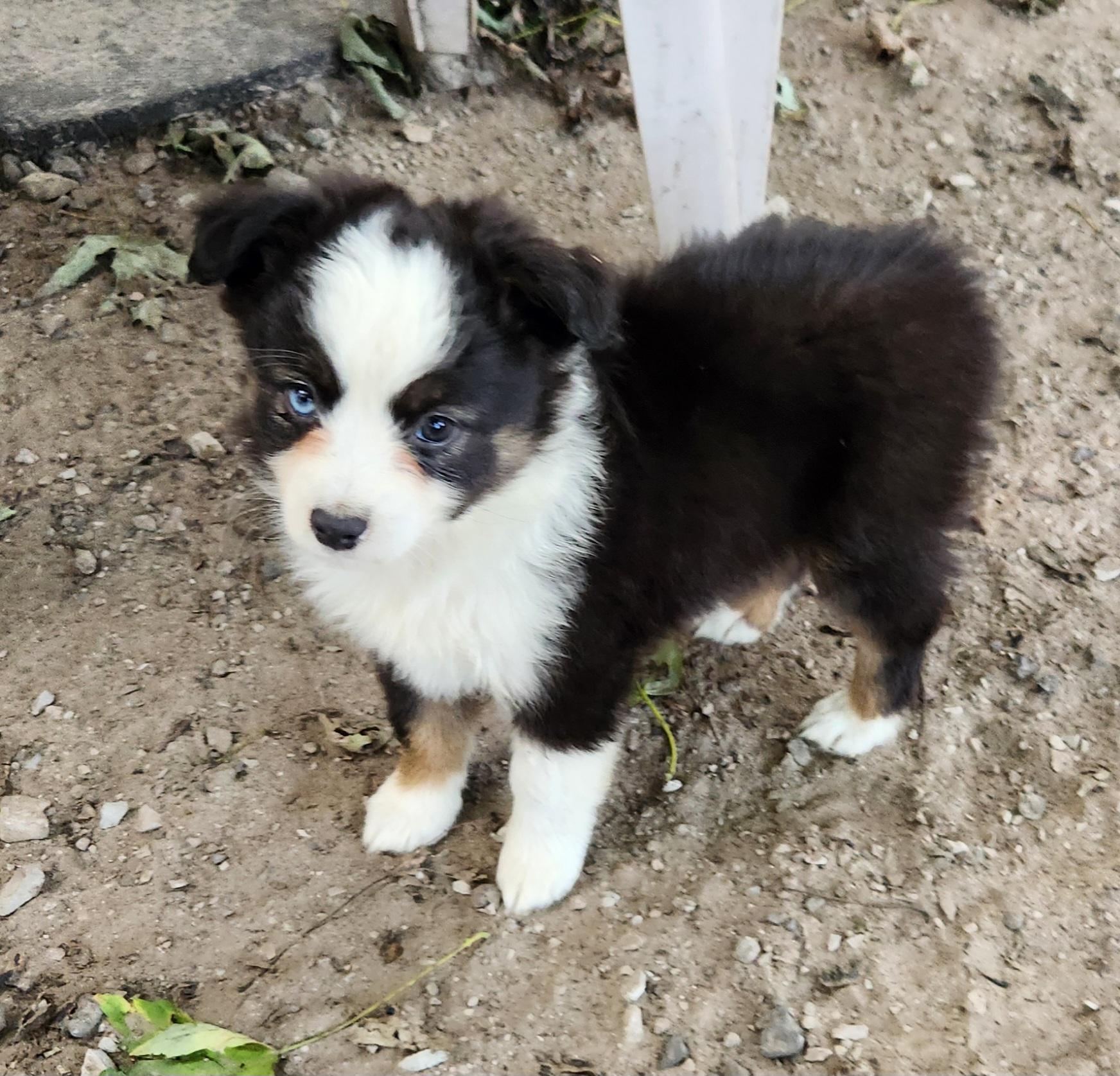 Enlarge Rain, a Adopted Australian Shepherd in Liberty Center, OH image 4/6
