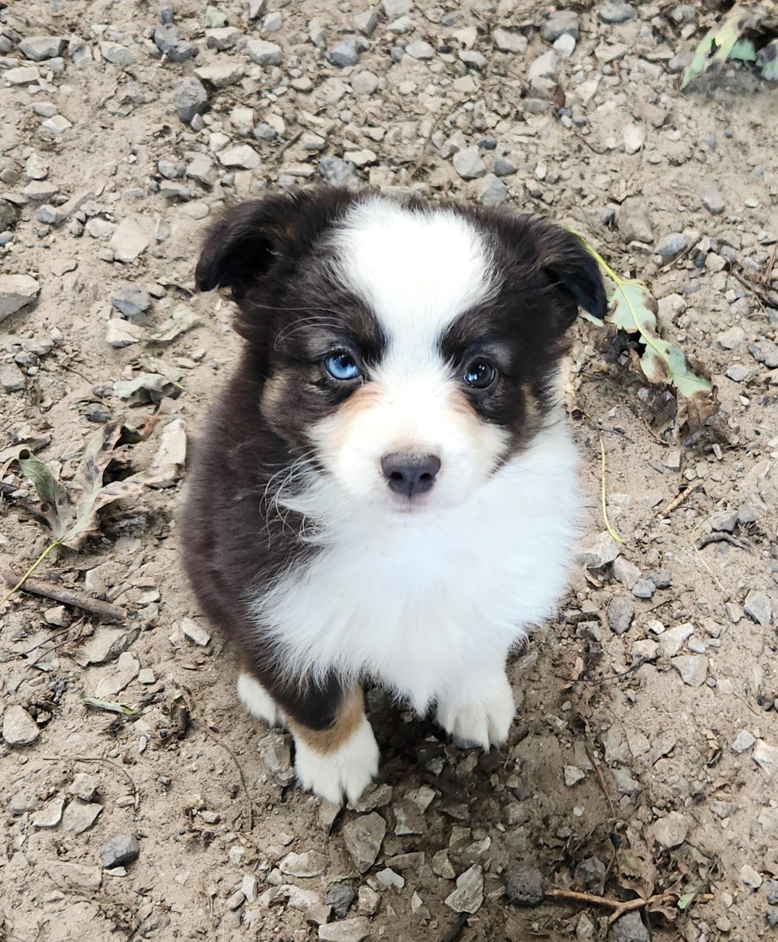Enlarge Rain, a Adopted Australian Shepherd in Liberty Center, OH image 5/6