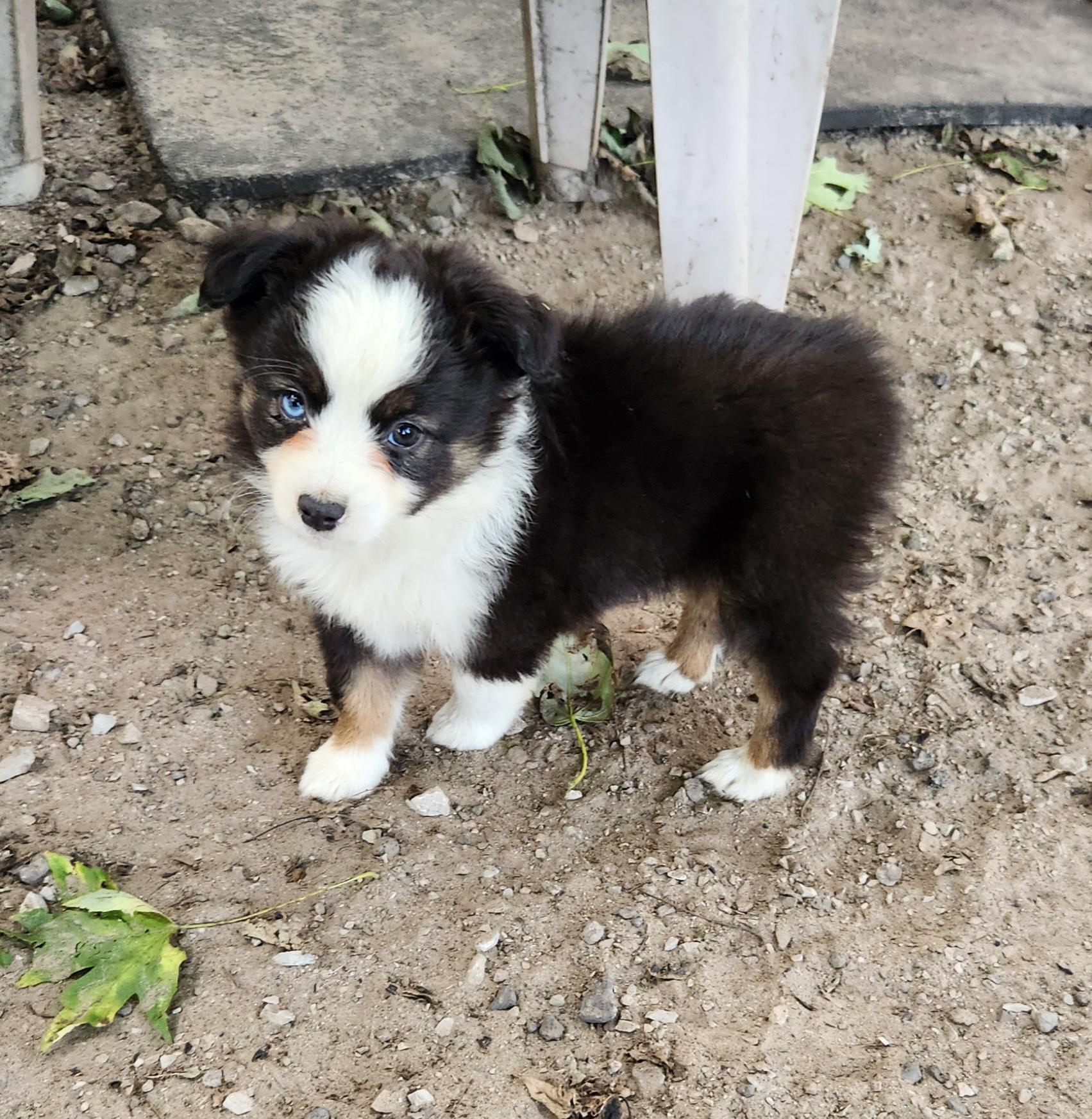 Rain, Adopted, Puppy Female Australian Shepherd.
