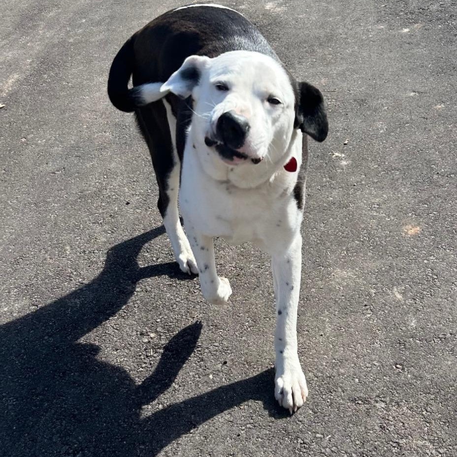 Olson, a Adoptable mixed breed in River Falls, WI image 5/6