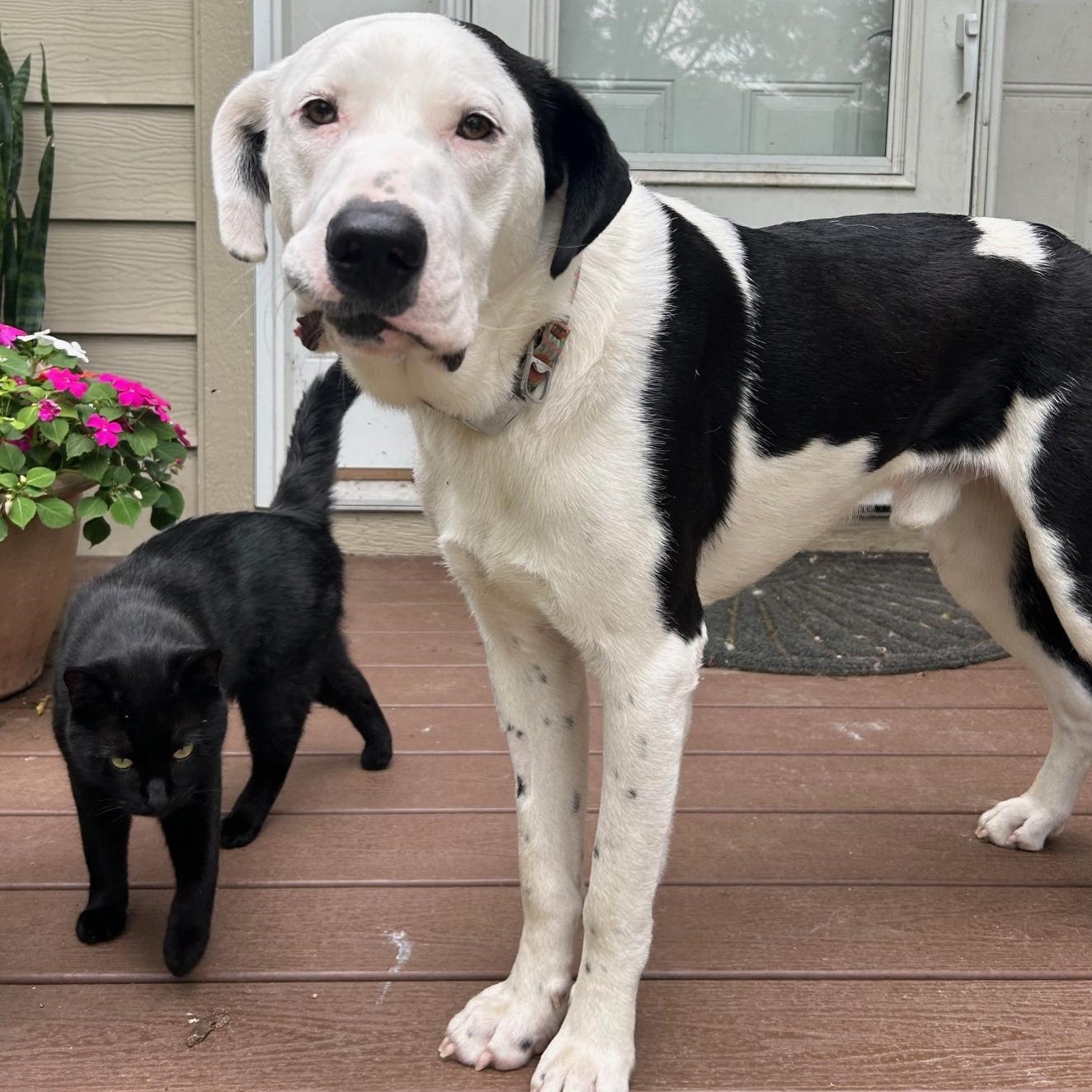 Olson, Adoptable, Adult Male Mastiff & Australian Cattle Dog / Blue Heeler.