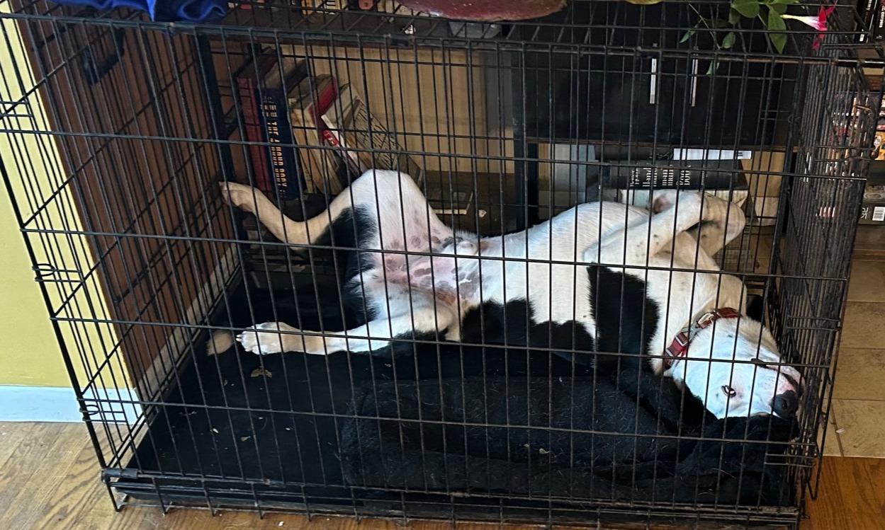 Olson, a Adoptable mixed breed in River Falls, WI image 3/6