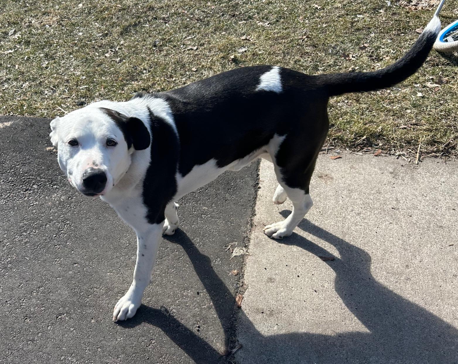 Olson, a Adoptable mixed breed in River Falls, WI image 1/6