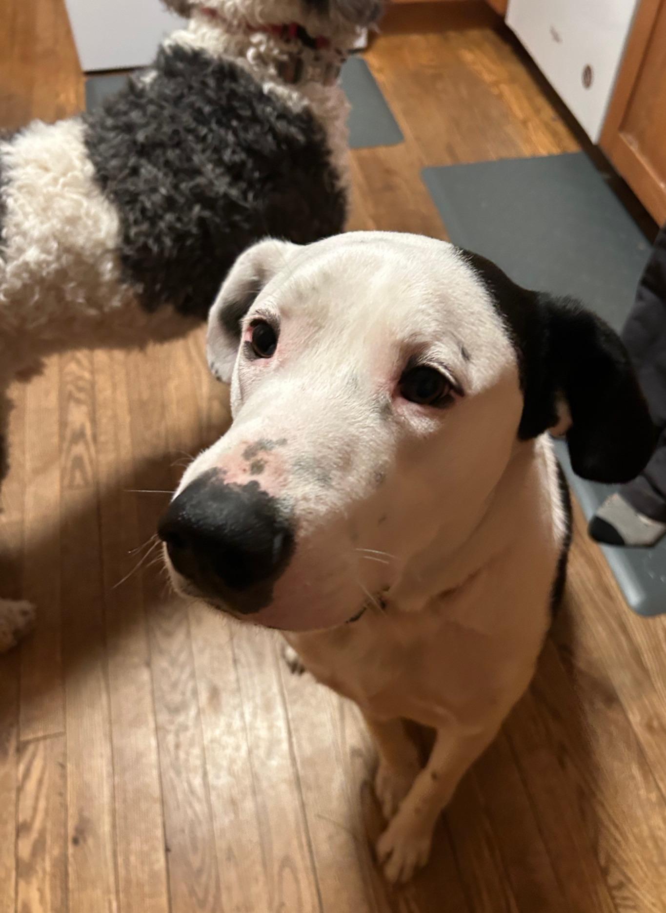 Olson, a Adoptable mixed breed in River Falls, WI image 4/6