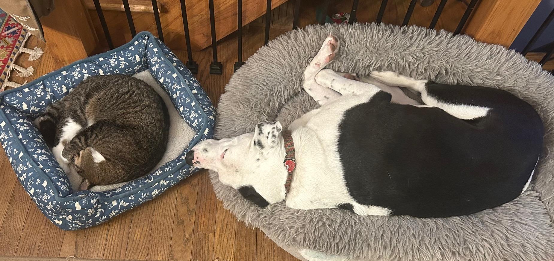 Olson, a Adoptable mixed breed in River Falls, WI image 2/6