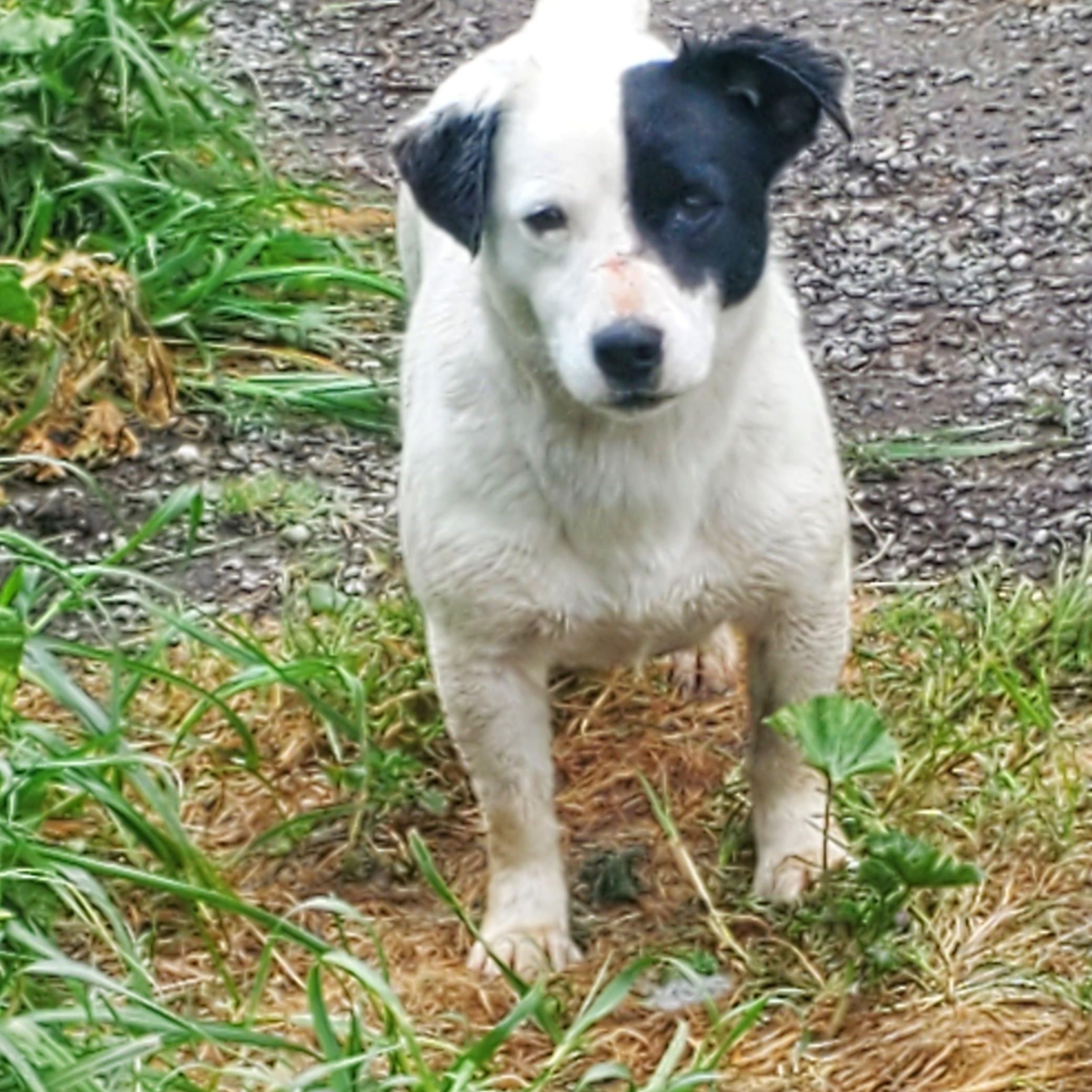 HALF N HALF (located in Ferndale, CA), an adoptable Jack Russell Terrier in Ferndale, CA, 95536 | Photo Image 1
