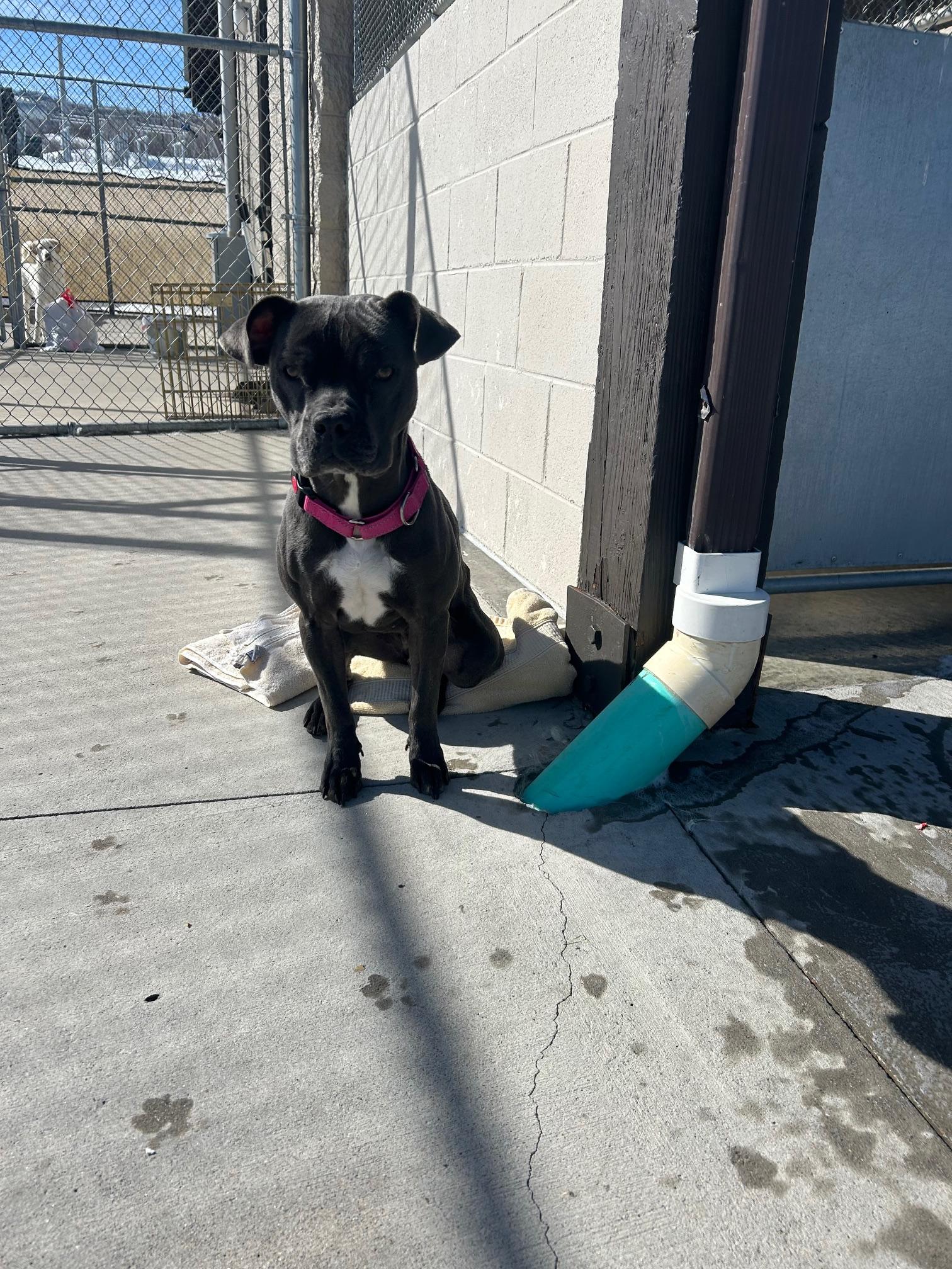 Athena, an adoptable Terrier in Steamboat Springs, CO, 80477 | Photo Image 5