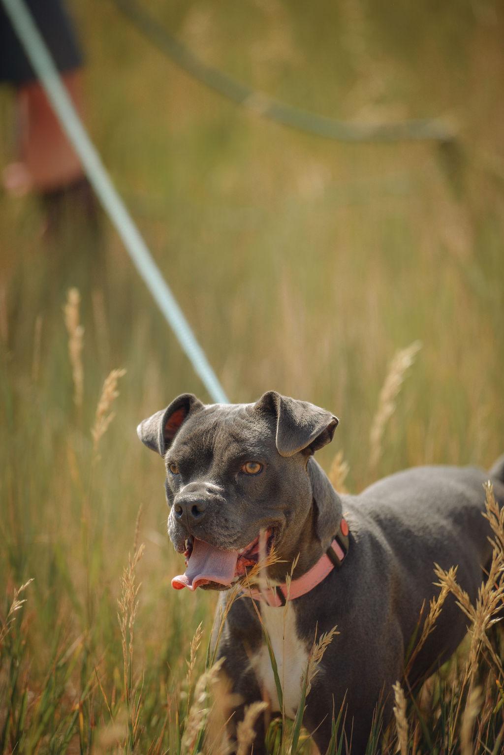 Athena, a Adoptable mixed breed in Steamboat Springs, CO image 1/5