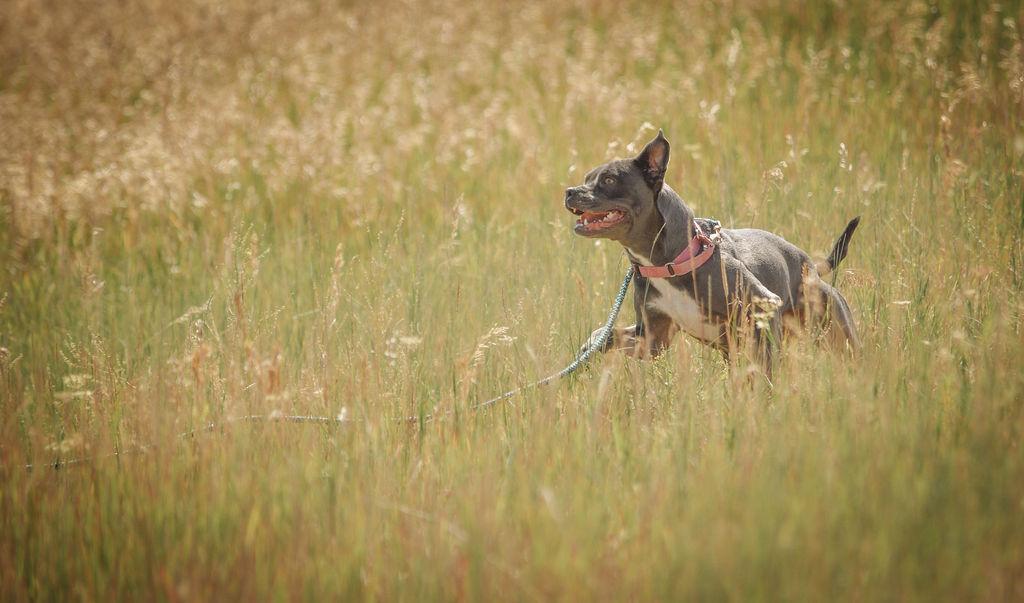 Athena, a Adoptable mixed breed in Steamboat Springs, CO image 2/5
