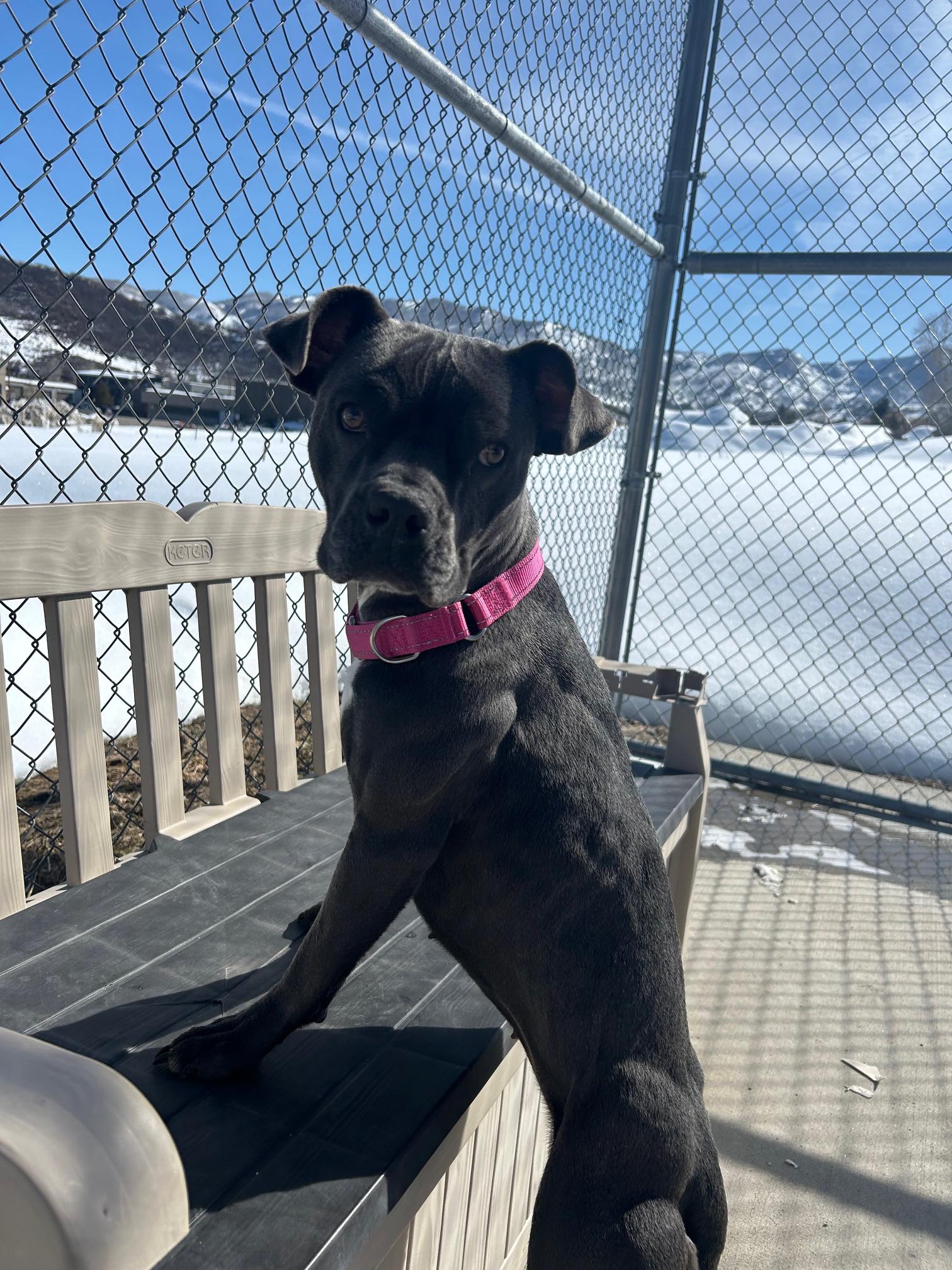 Athena, Adoptable, Adult Female Terrier.