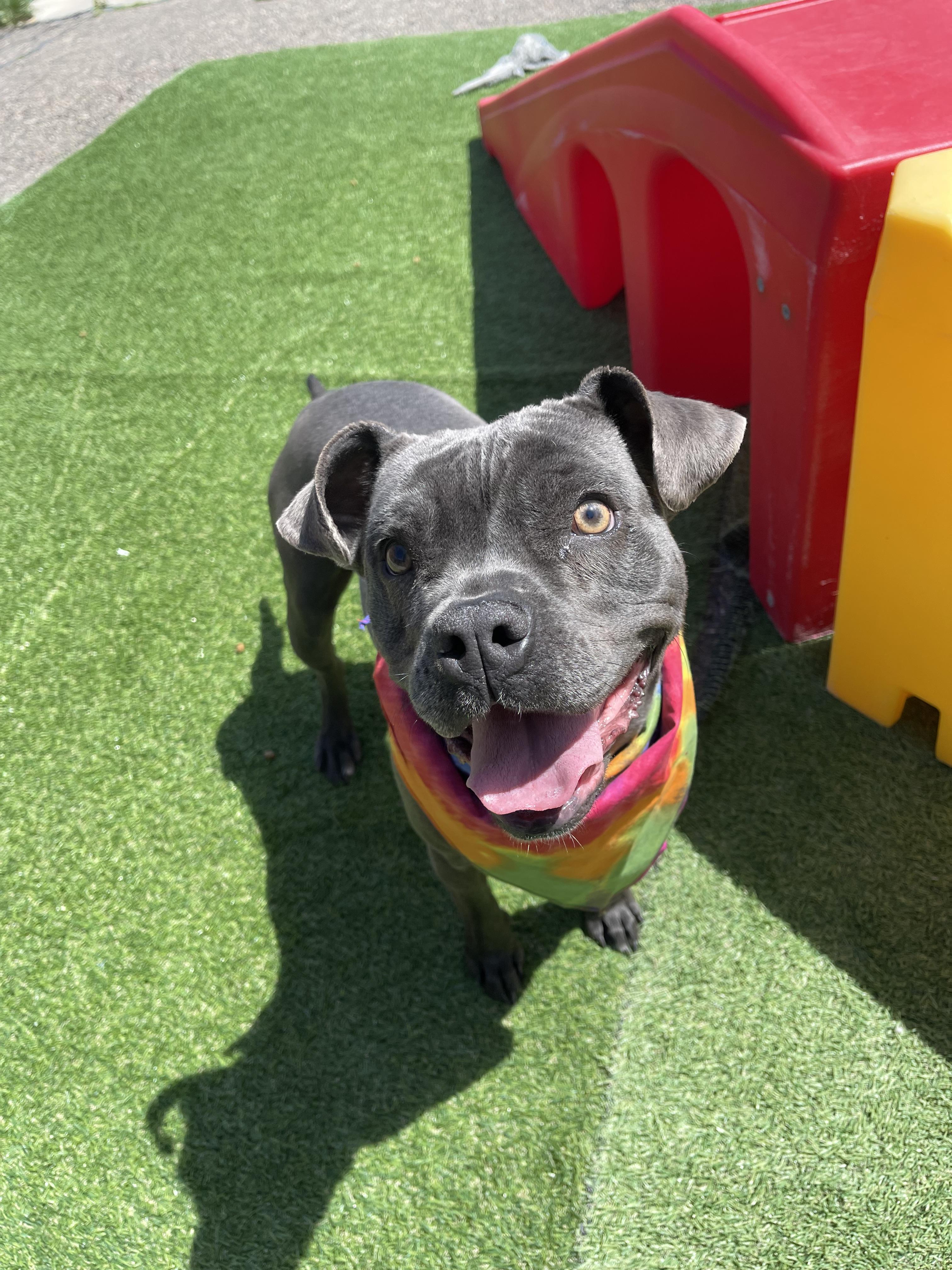 Athena, an adoptable Terrier in Steamboat Springs, CO, 80477 | Photo Image 3