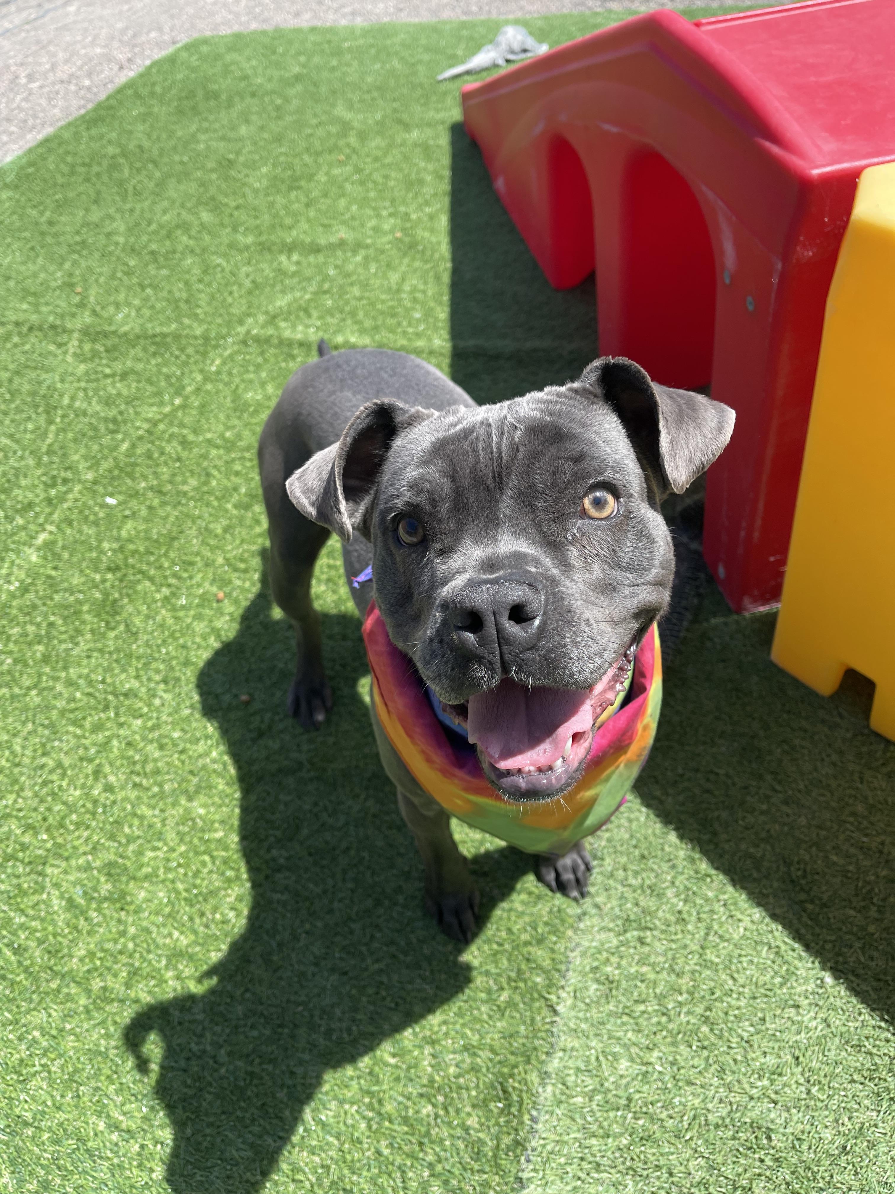 Athena, a Adoptable mixed breed in Steamboat Springs, CO image 5/5