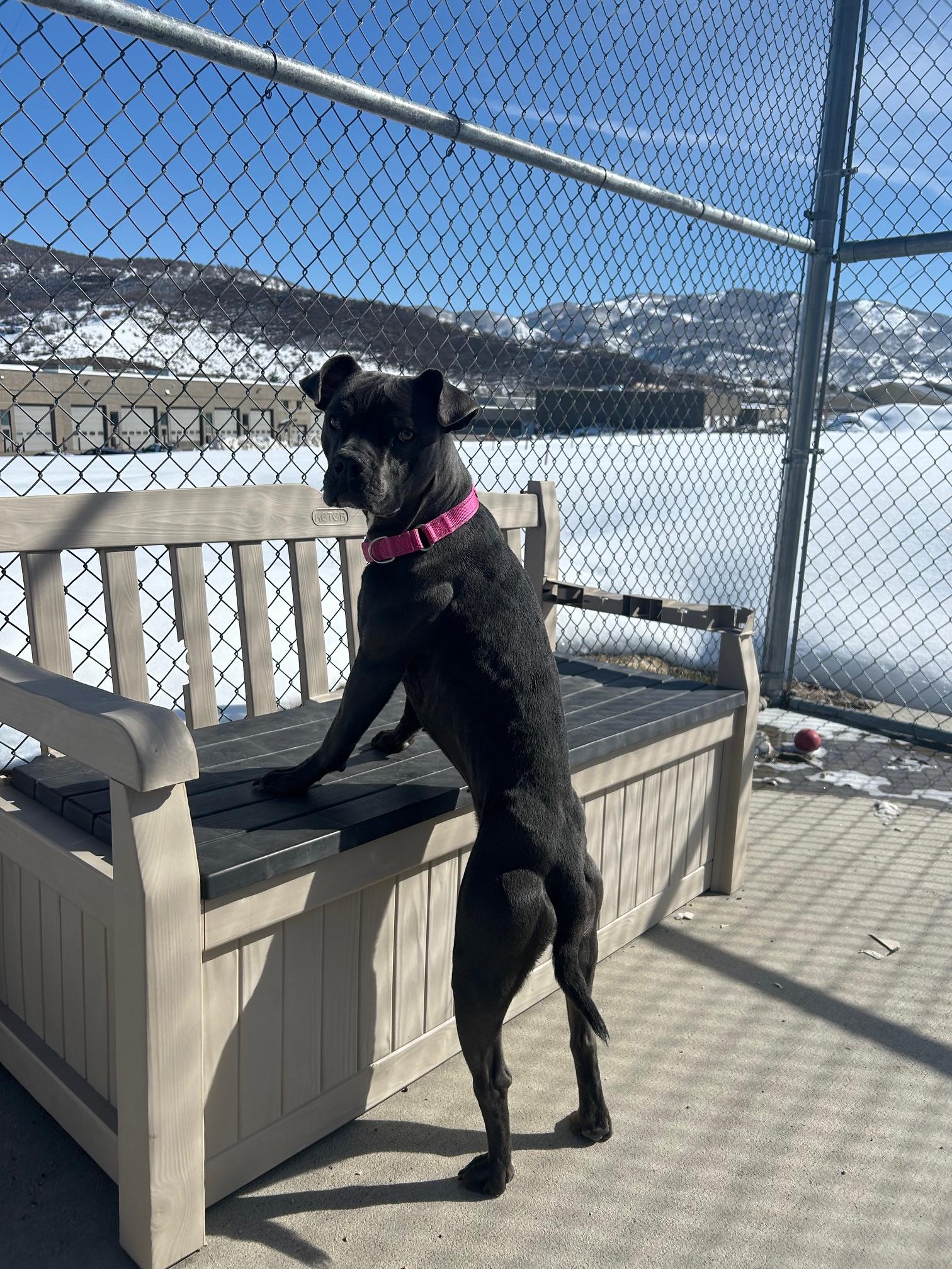 Athena, an adoptable Terrier in Steamboat Springs, CO, 80477 | Photo Image 6