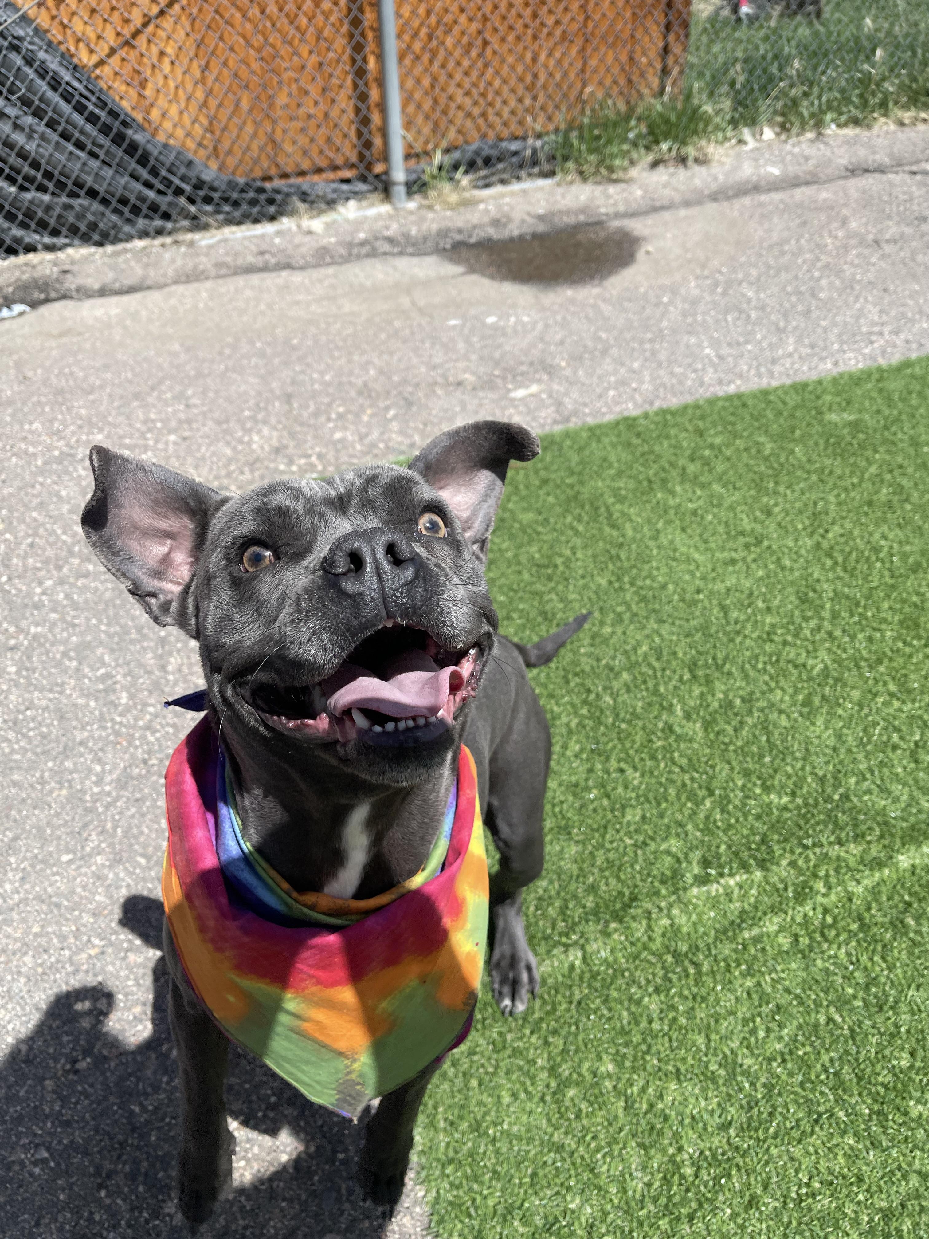 Athena, an adoptable Terrier in Steamboat Springs, CO, 80477 | Photo Image 1