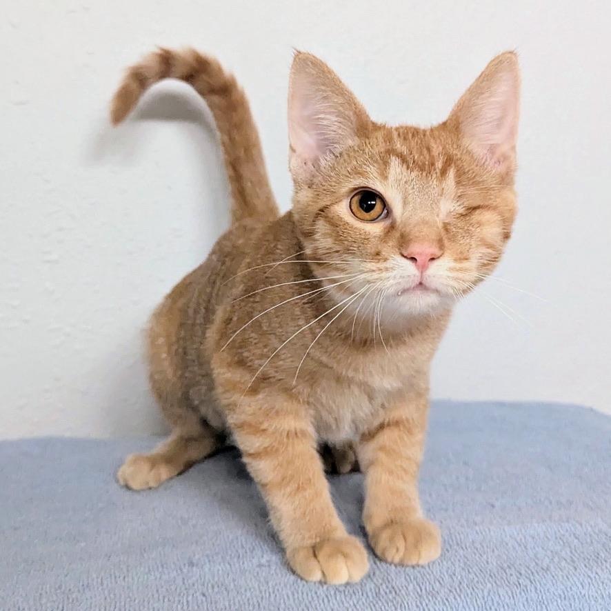 Nico, a ADOPTABLE Domestic Short Hair in Little Falls, MN image 1/6