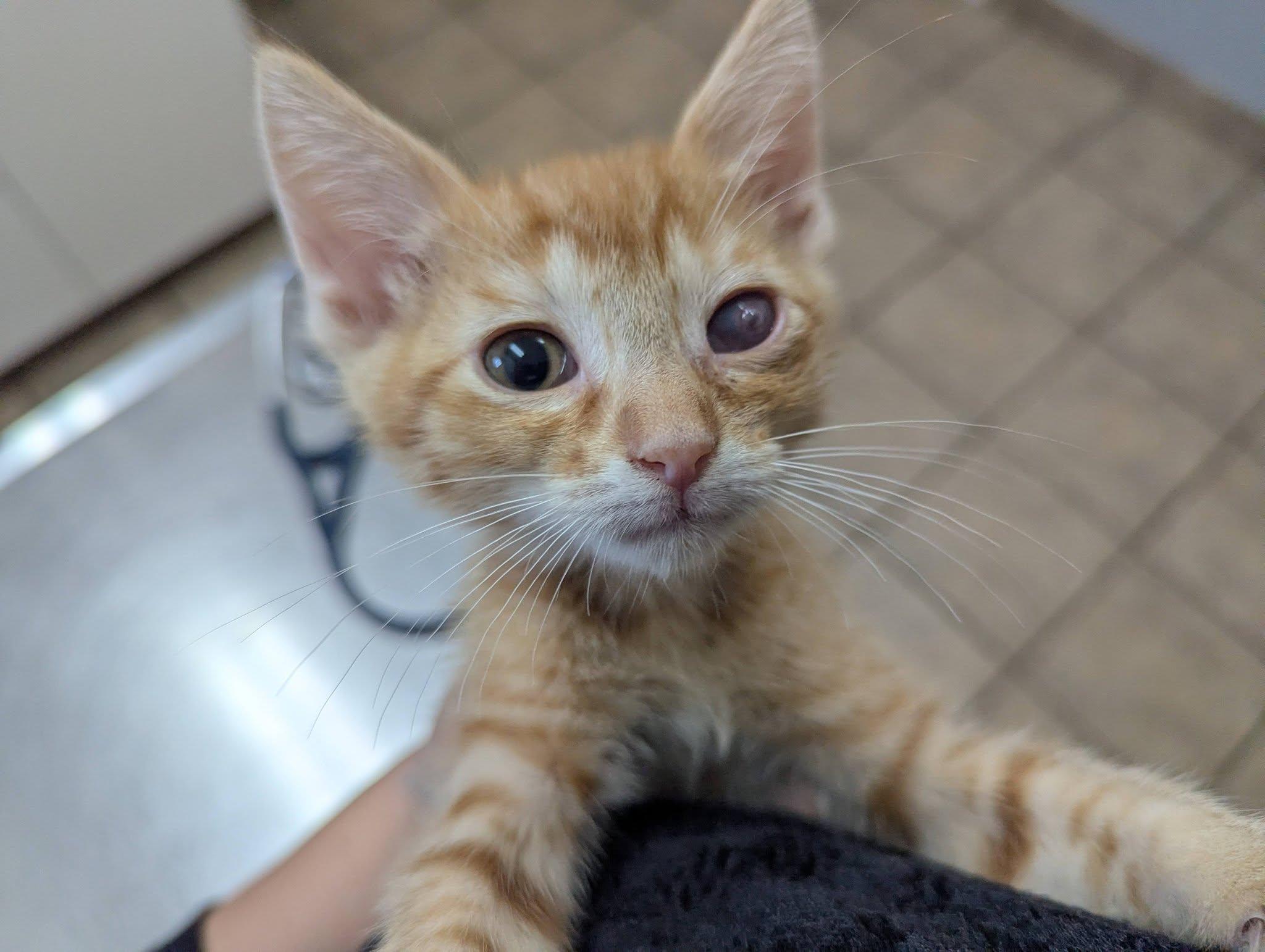 Nico, a ADOPTABLE Domestic Short Hair in Little Falls, MN image 2/4