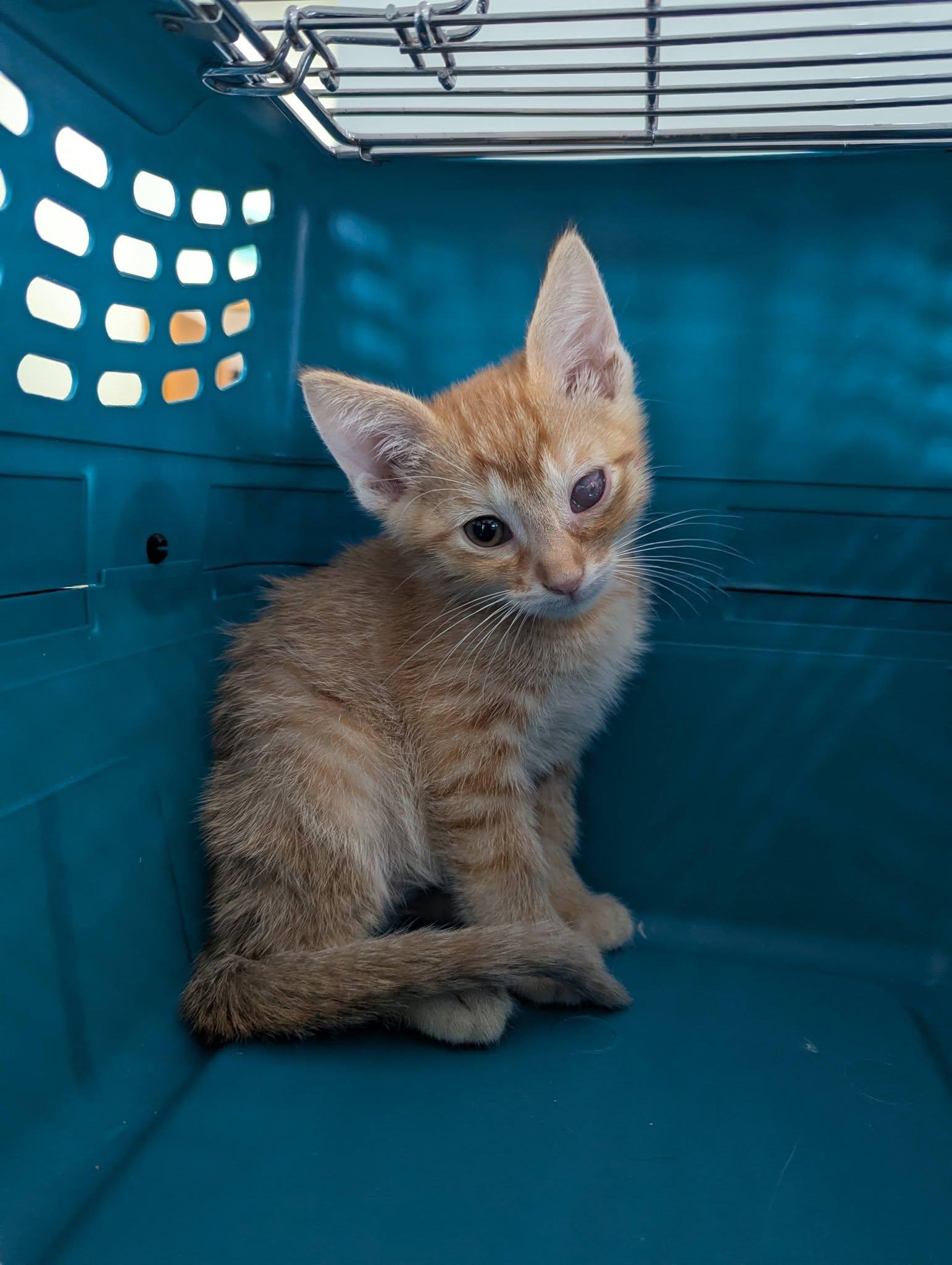 Nico, a ADOPTABLE Domestic Short Hair in Little Falls, MN image 1/4