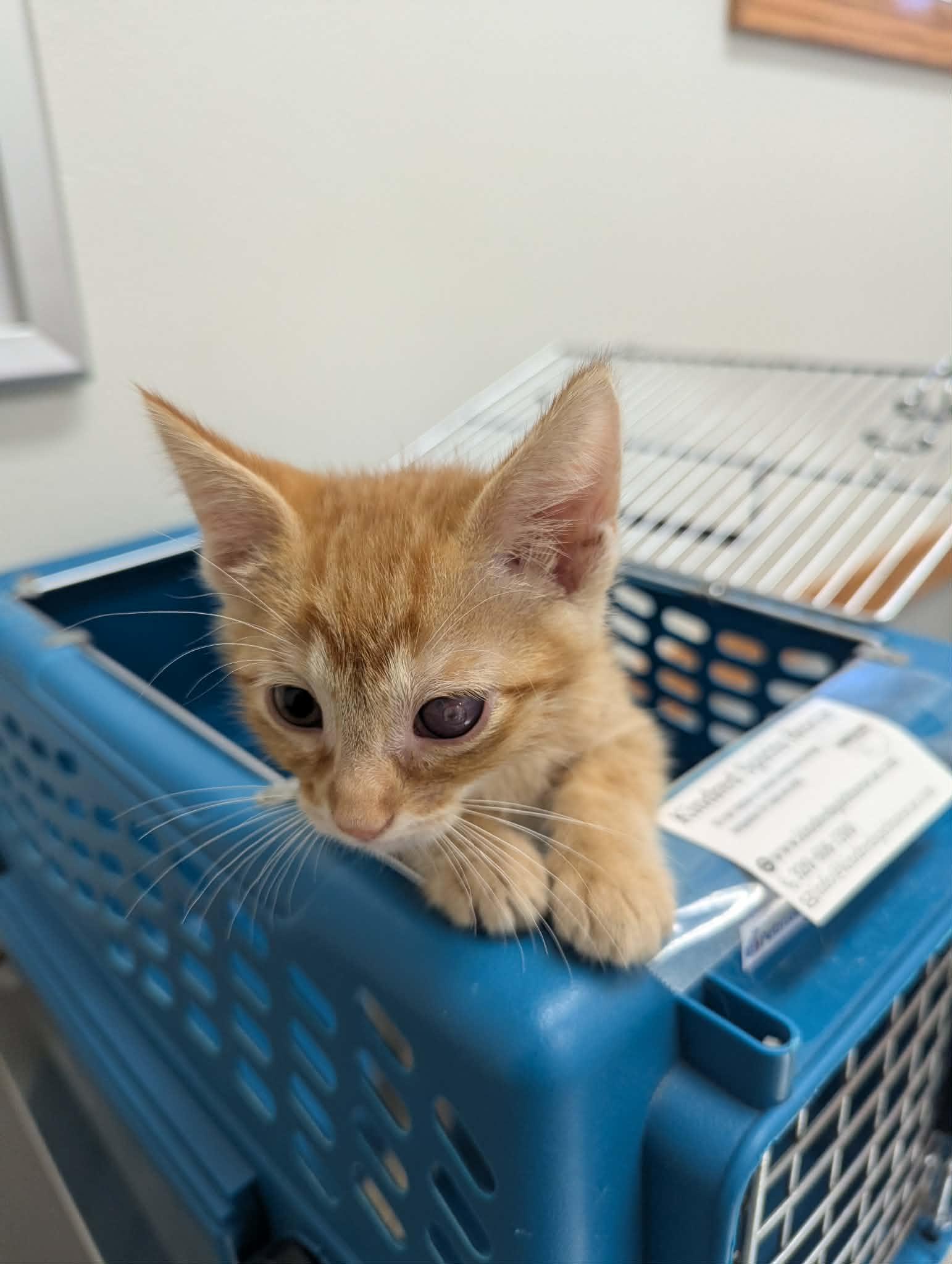 Nico, a ADOPTABLE Domestic Short Hair in Little Falls, MN image 4/4