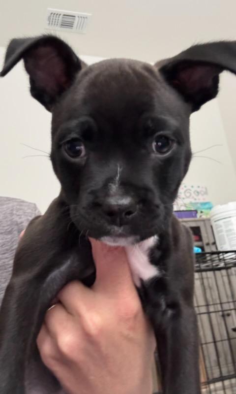Luna