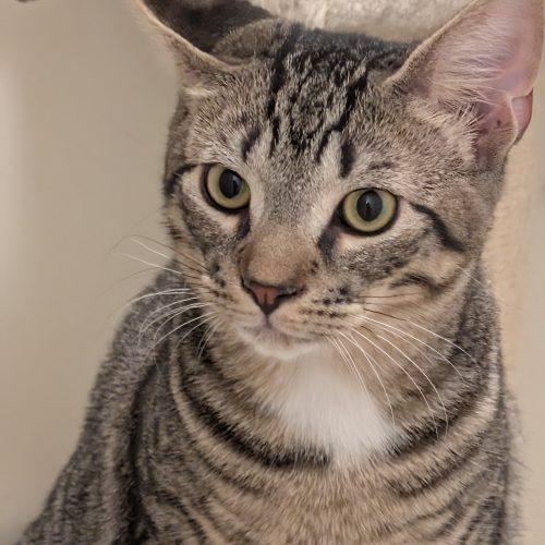 Enlarge Oldsmobile, a Adoptable Domestic Short Hair in Toms River, NJ image 1/5
