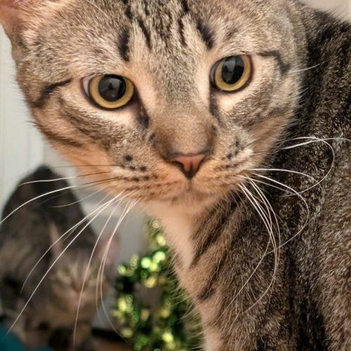 Enlarge Oldsmobile, a Adoptable Domestic Short Hair in Toms River, NJ image 2/5