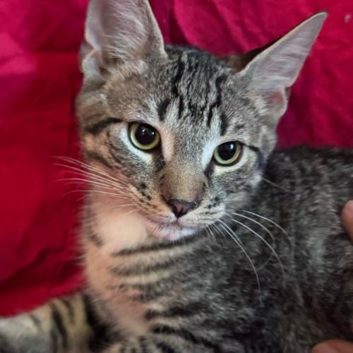 Enlarge Oldsmobile, a Adoptable Domestic Short Hair in Toms River, NJ image 3/5