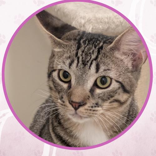 Enlarge Oldsmobile, a Adoptable Domestic Short Hair in Toms River, NJ image 4/5
