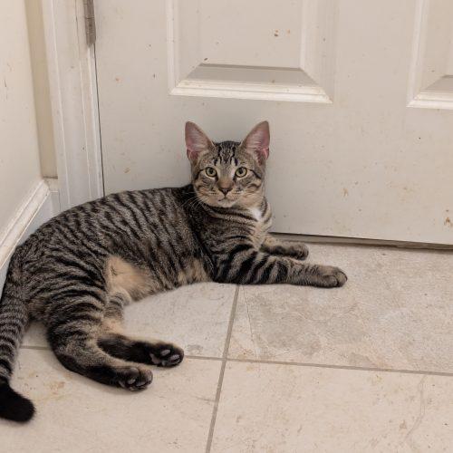 Enlarge Oldsmobile, a Adoptable Domestic Short Hair in Toms River, NJ image 5/5