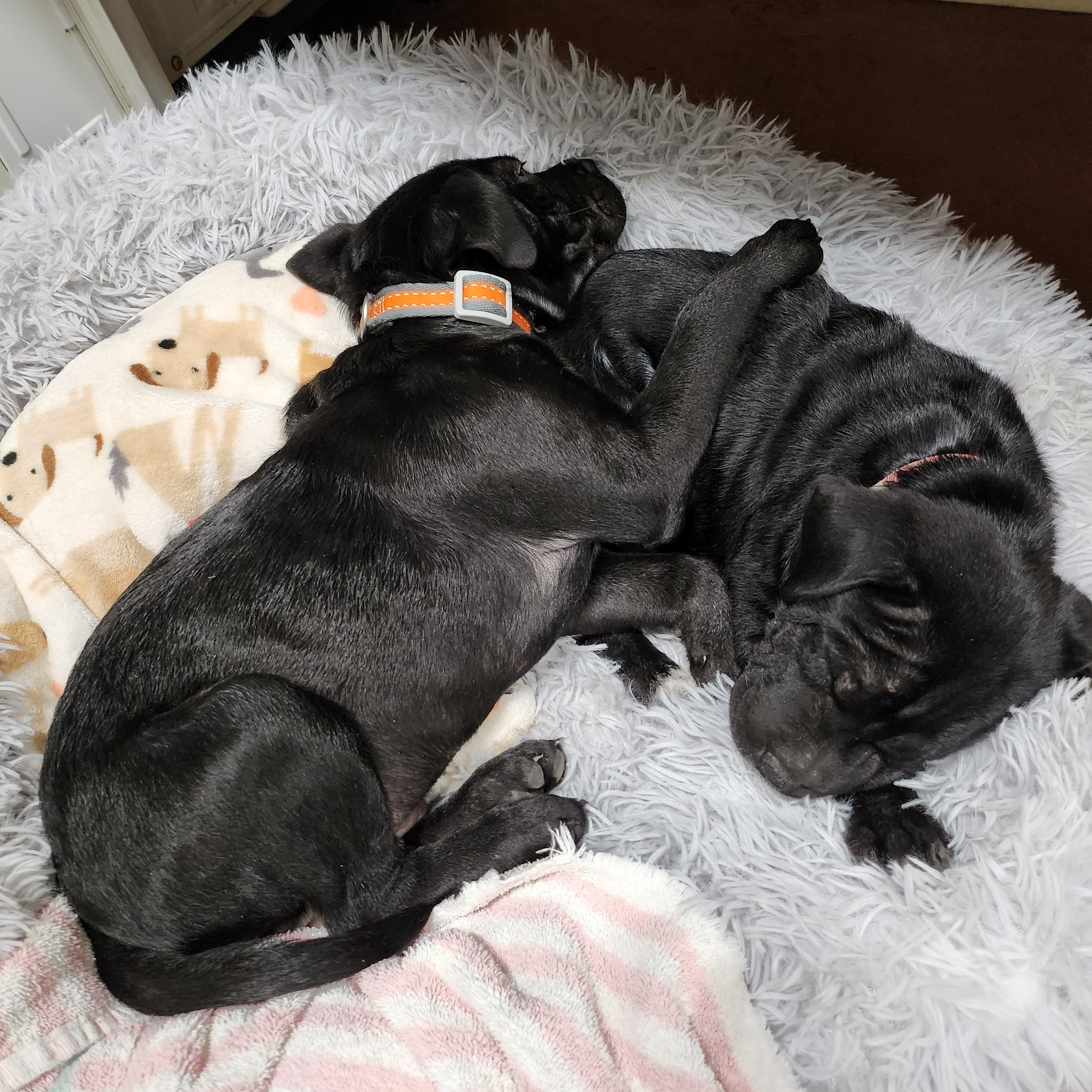 Enlarge Crow, a Adopted mixed breed in Tioga, PA image 6/6