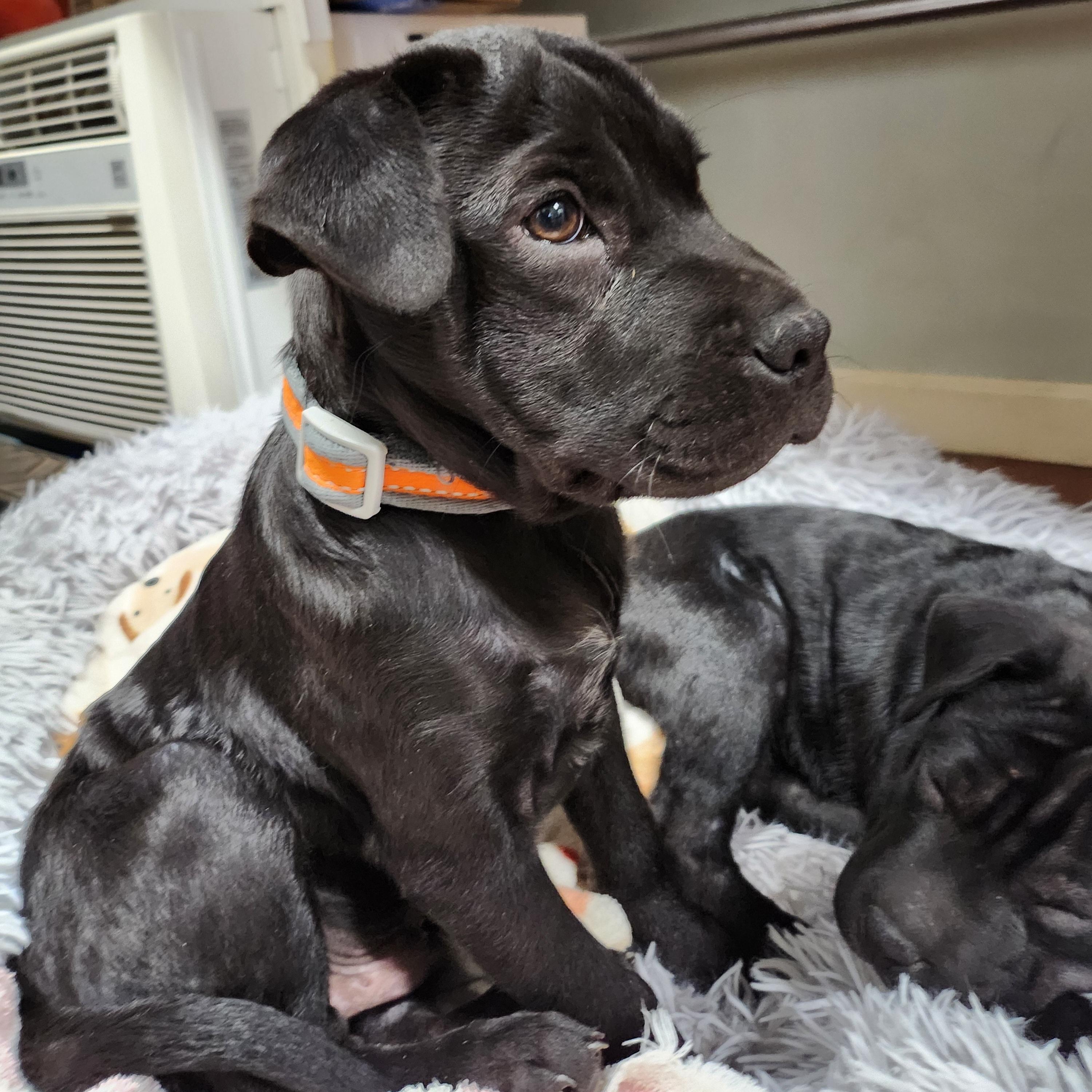 Enlarge Crow, a Adopted mixed breed in Tioga, PA image 2/6