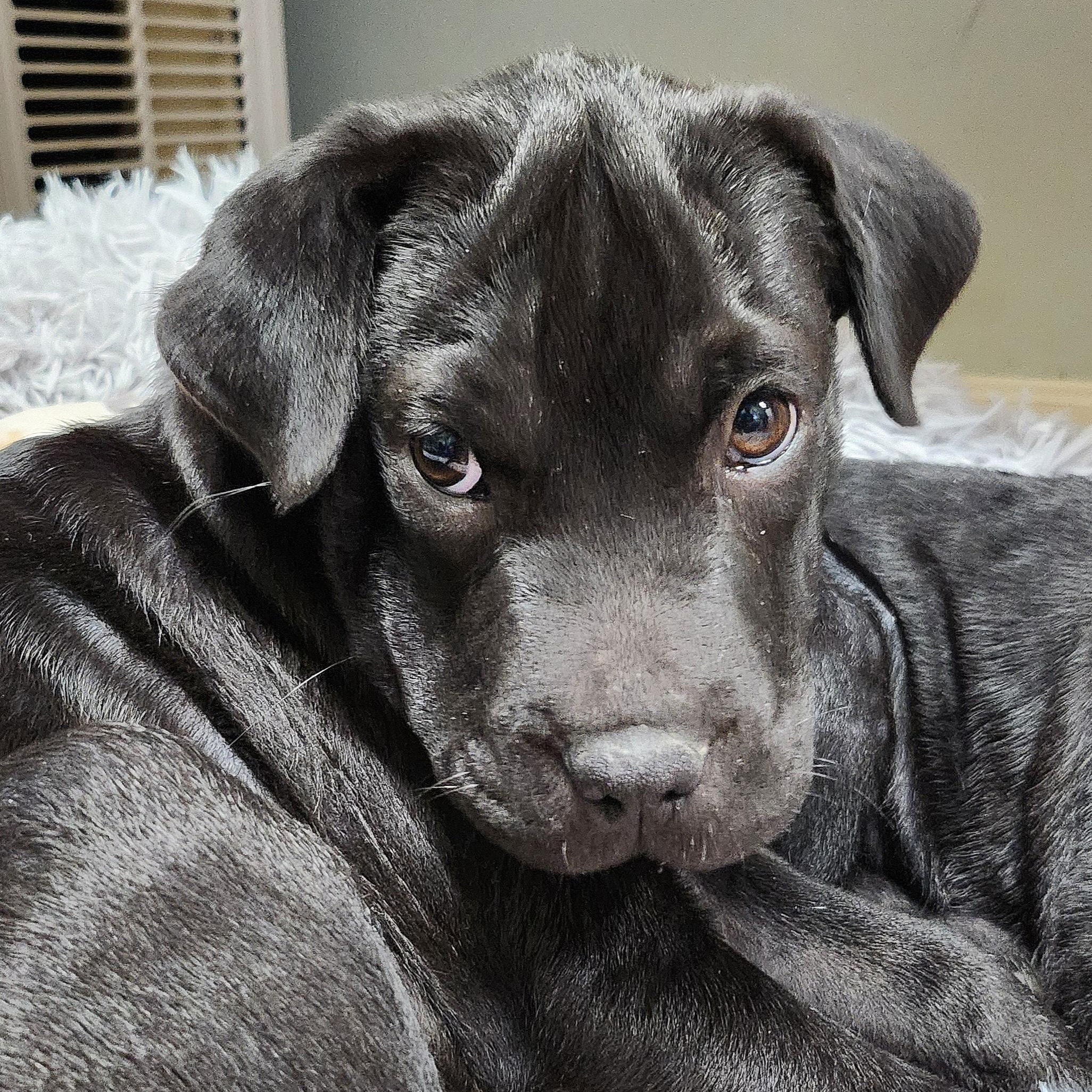 Crow, Adopted, Puppy Male Pug & Shar-Pei.