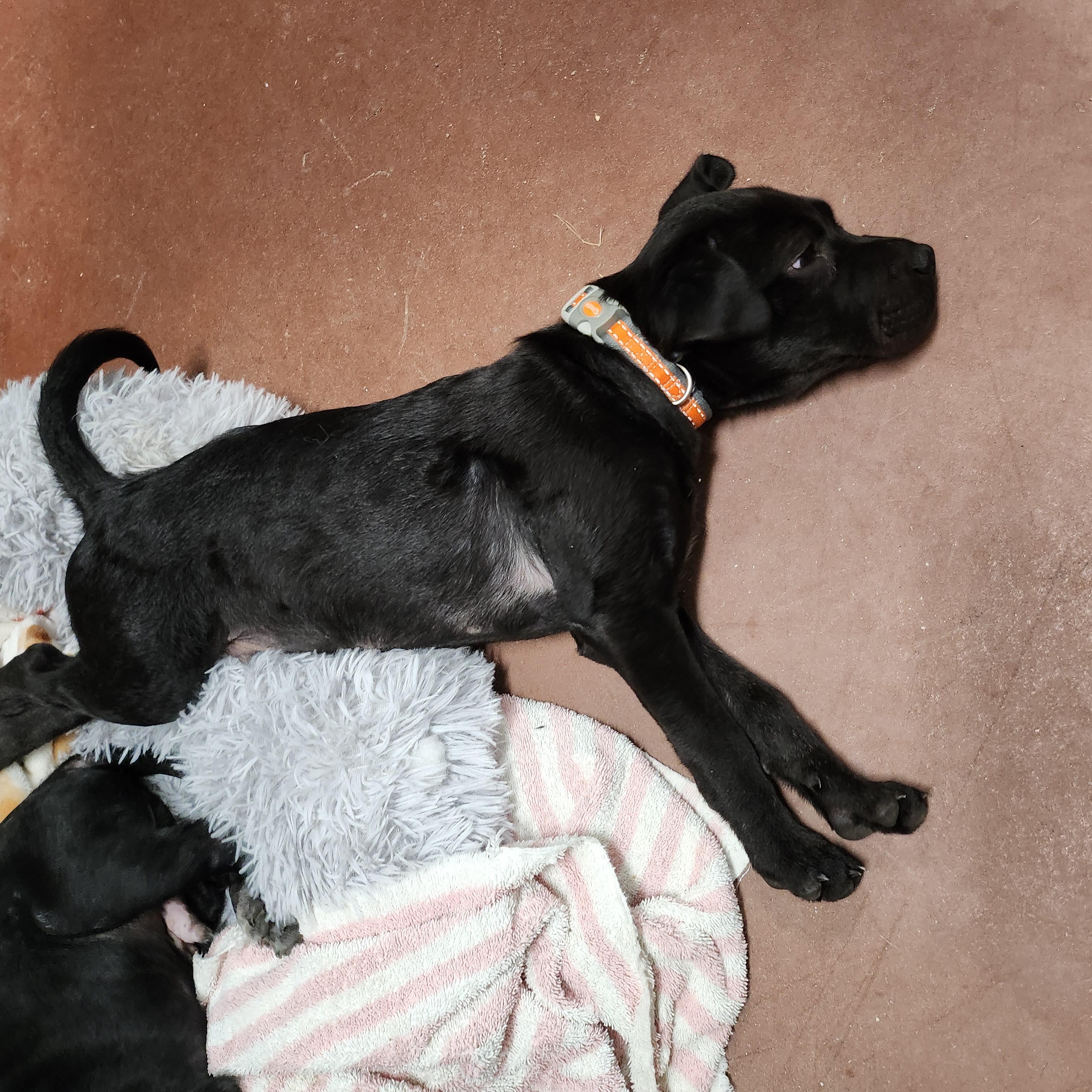 Enlarge Crow, a Adopted mixed breed in Tioga, PA image 4/6