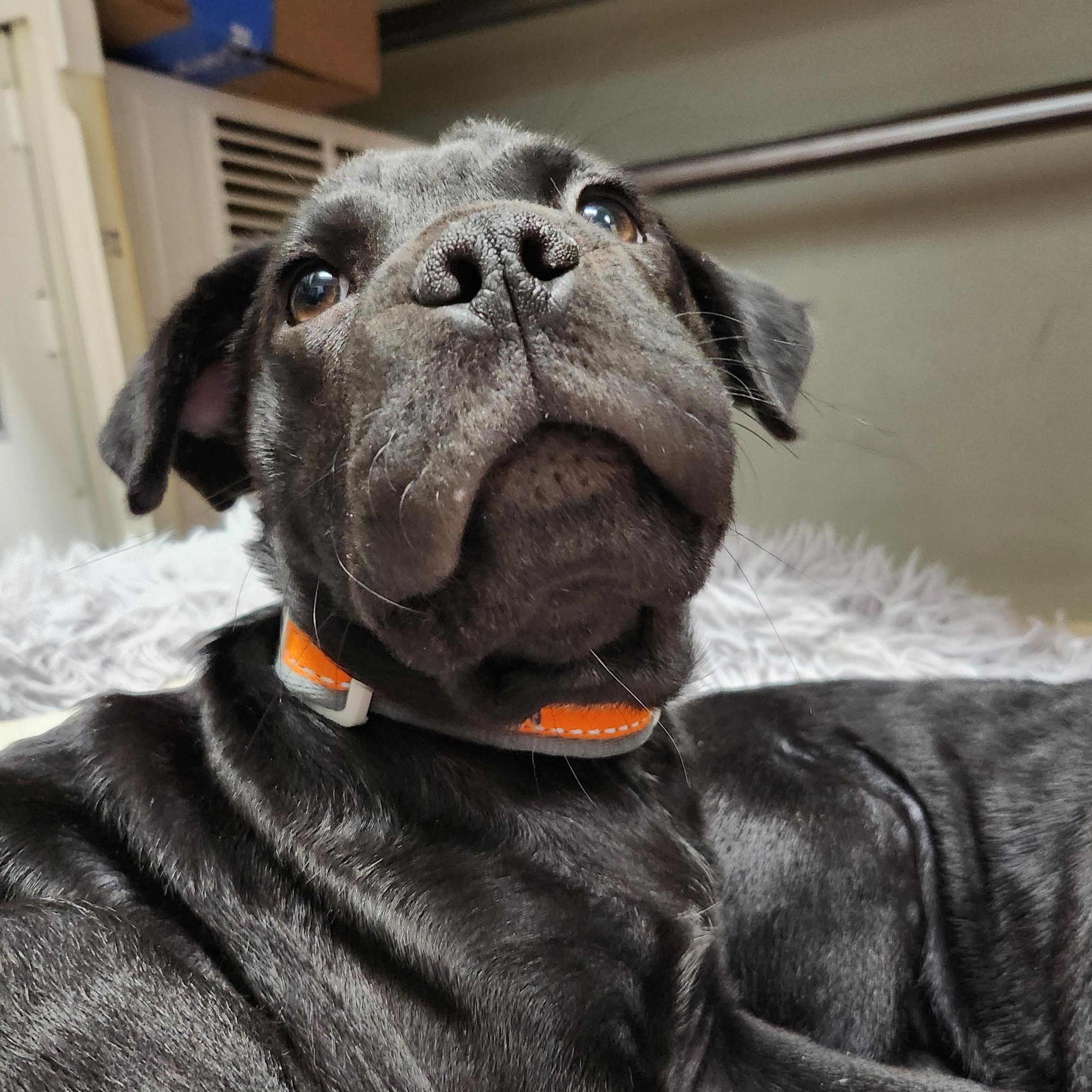 Enlarge Crow, a Adopted mixed breed in Tioga, PA image 3/6