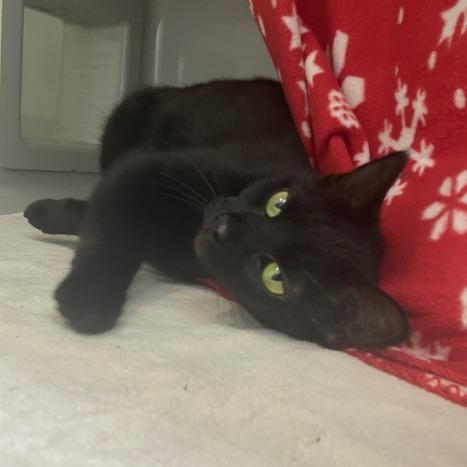 Uranium, a Adoptable Domestic Short Hair in Enfield, NH image 1/6