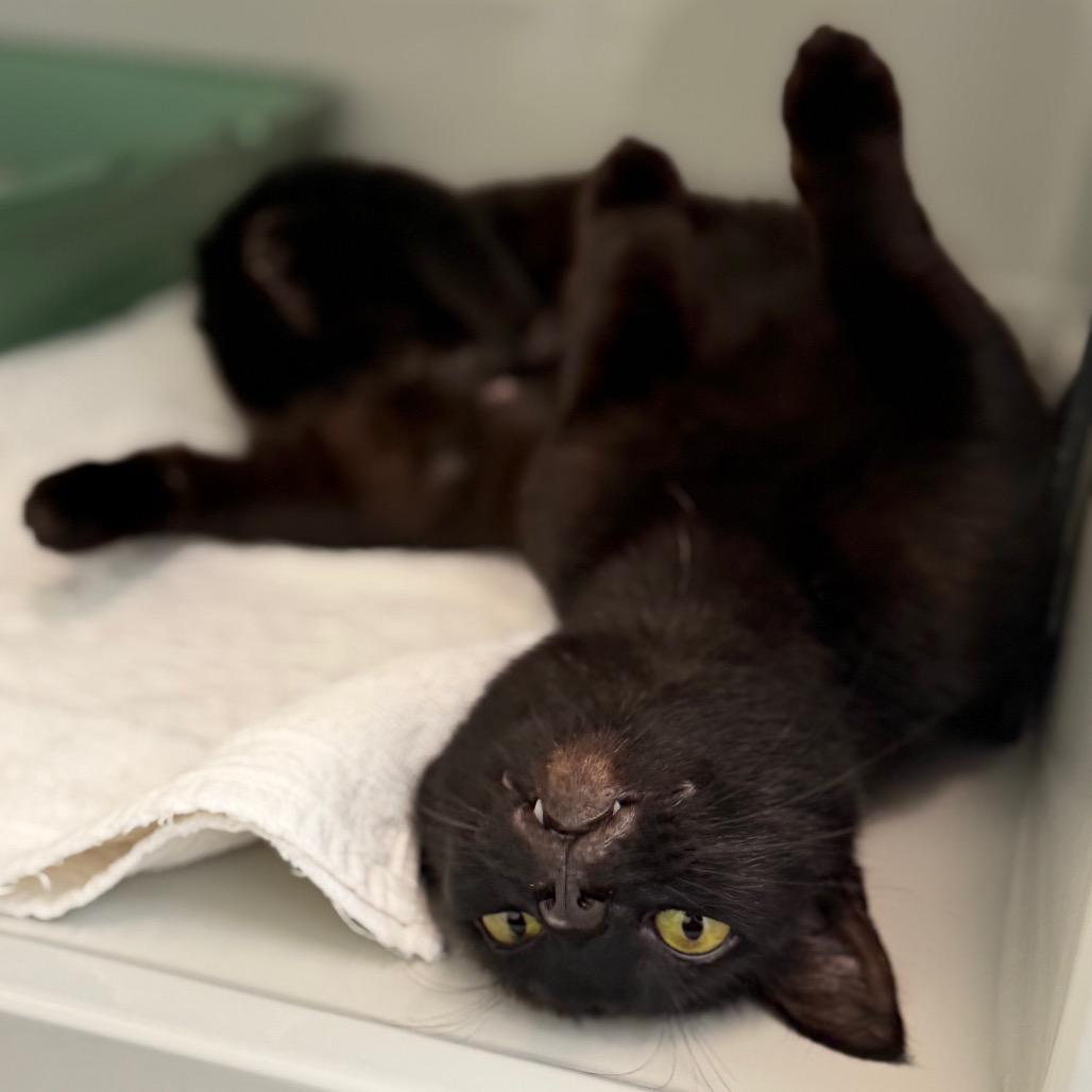 Uranium, a Adoptable Domestic Short Hair in Enfield, NH image 2/6