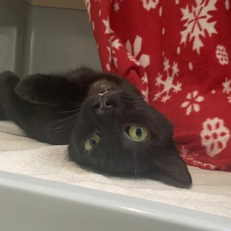 Uranium, a Adoptable Domestic Short Hair in Enfield, NH image 3/6