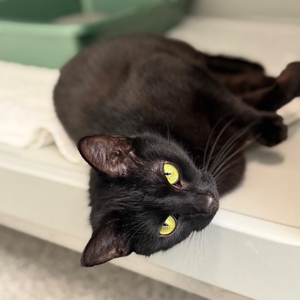 Uranium, a Adoptable Domestic Short Hair in Enfield, NH image 4/6