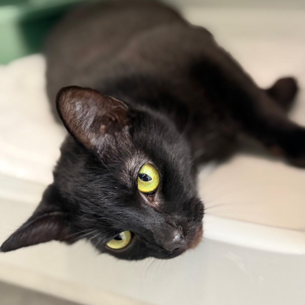 Uranium, a Adoptable Domestic Short Hair in Enfield, NH image 5/6