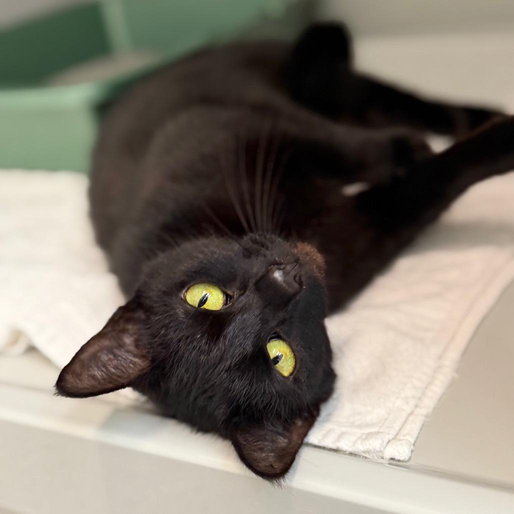Uranium, a Adoptable Domestic Short Hair in Enfield, NH image 6/6